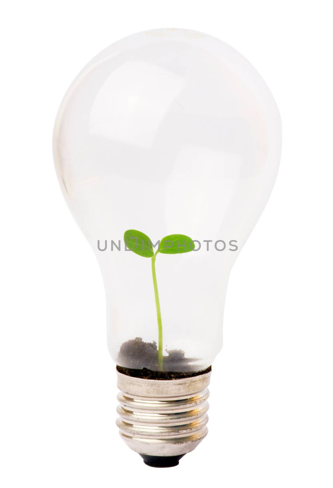 lightbulb with plant growing inside