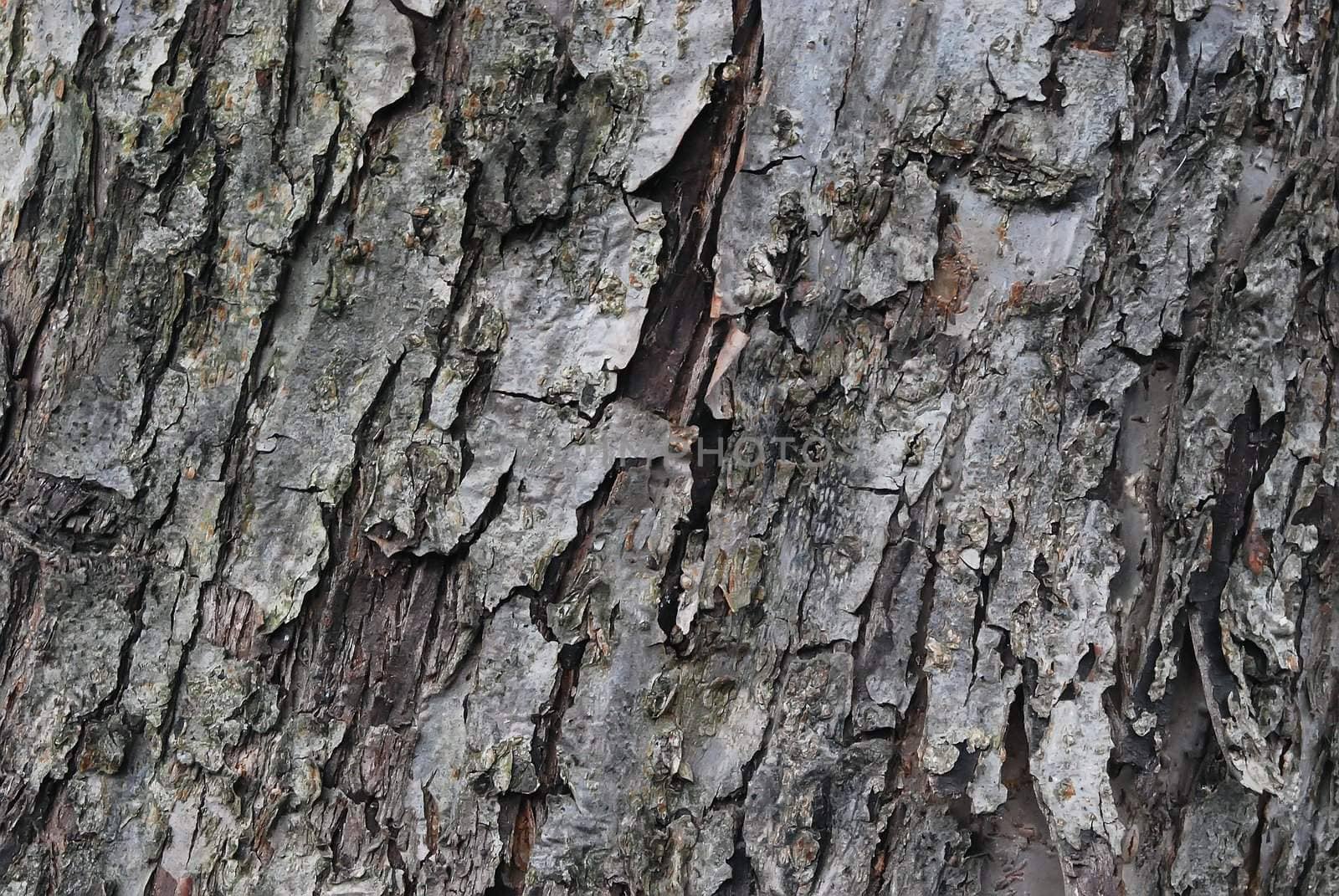 Texture of Old Dry Tree (Apple-tree) Bark