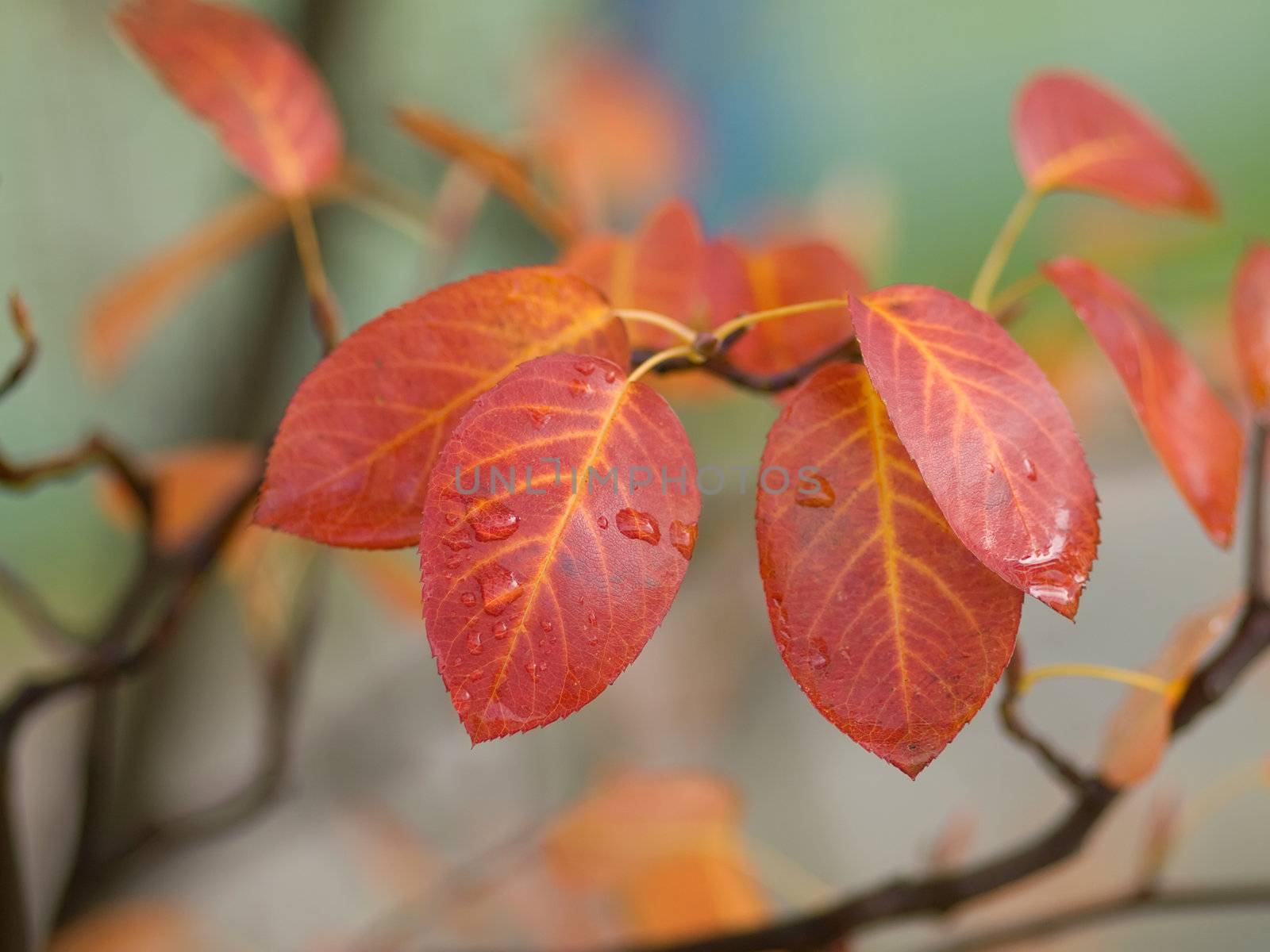 autumn branch of tree  by motorolka