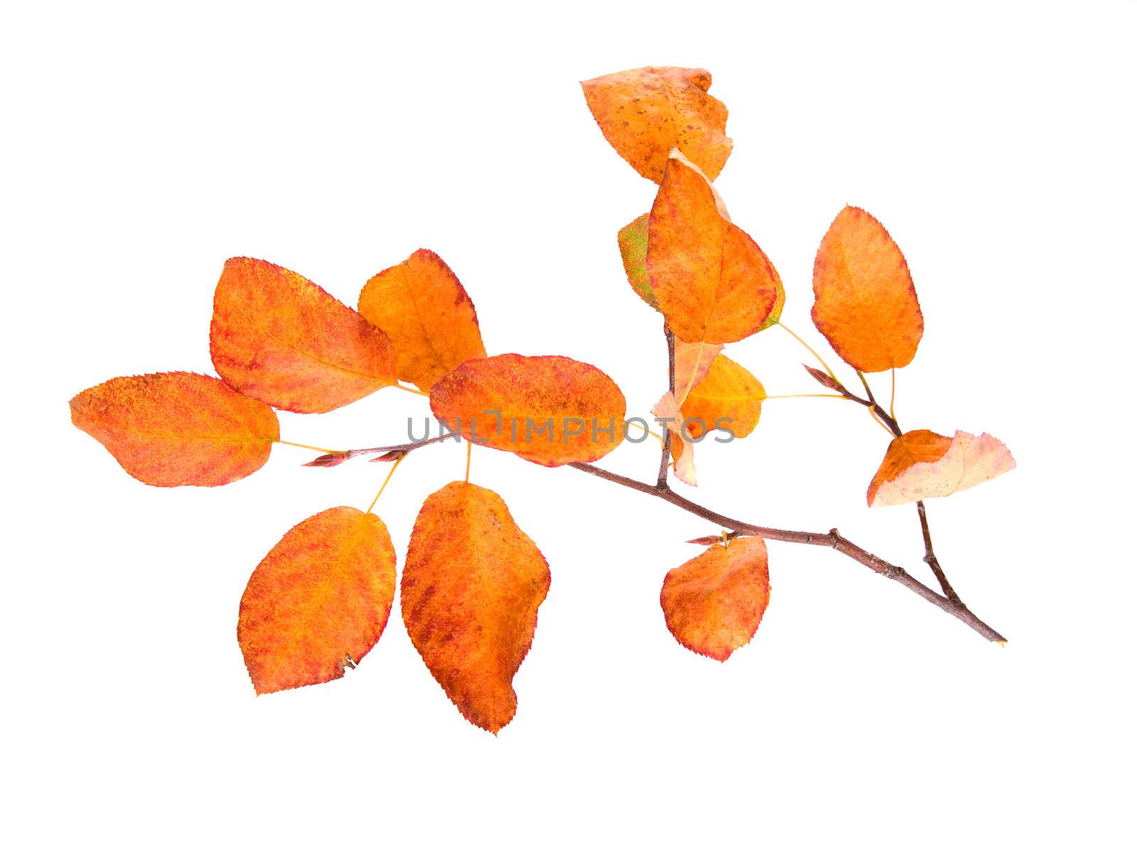 autumn branch of tree by motorolka
