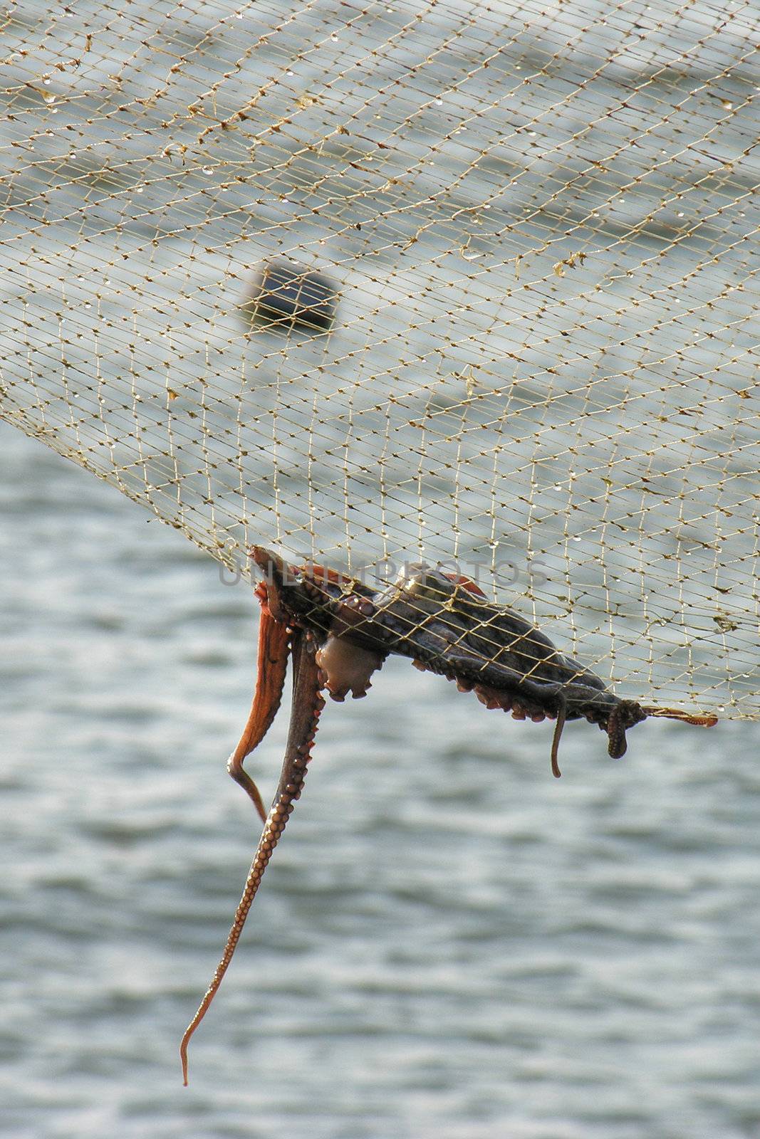 Octopus stucked into a net,Marina di Pisa, Italy