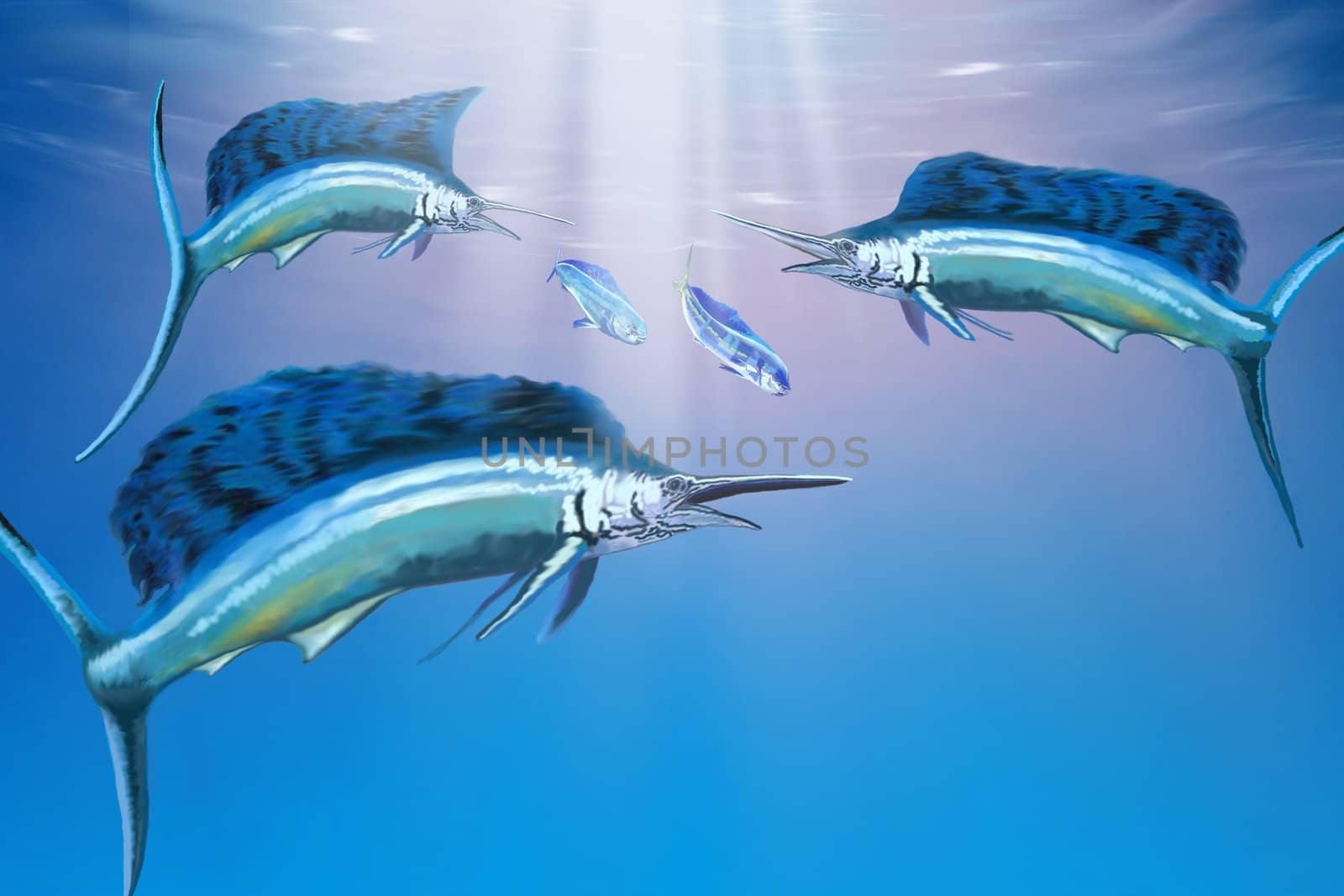 Three sailfish hunt for their prey.