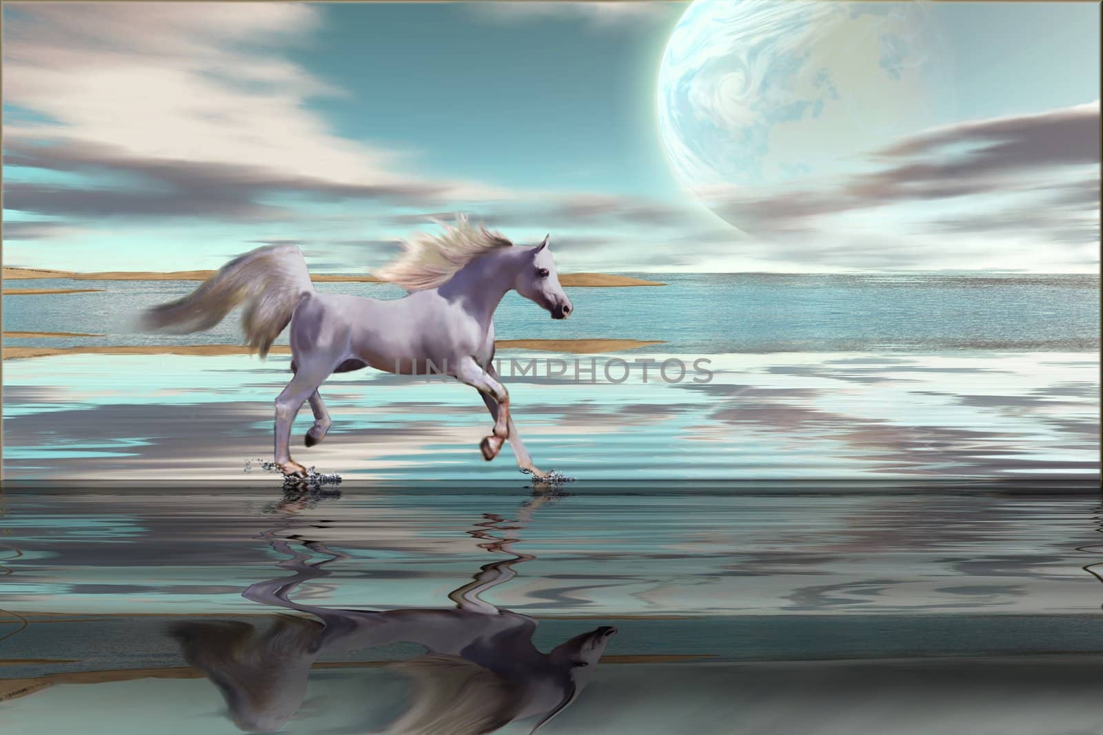 A white Arabian stallion gallops across the shallows on an ocean beach.