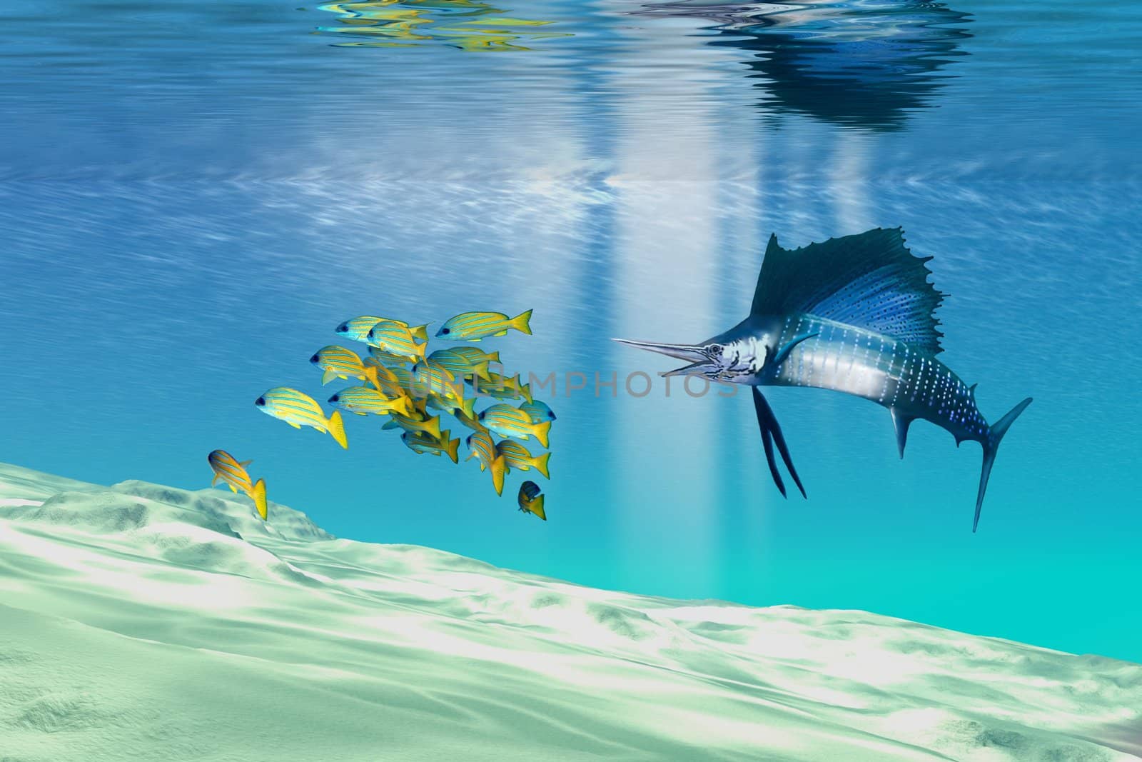 A sailfish hunts prey on a sandy reef.