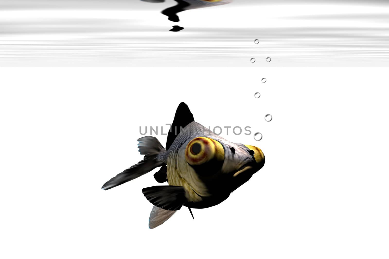 A google-eyed goldfish stares out from his aquarium.