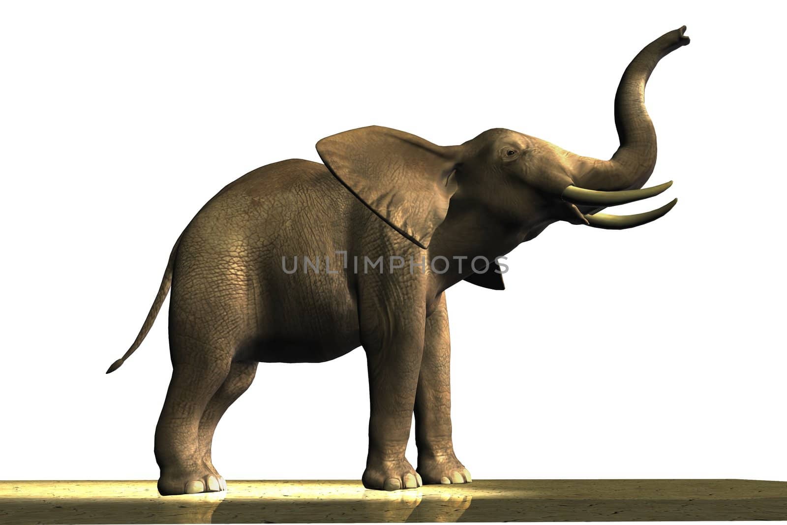 Male African elephant with ivory tusks.