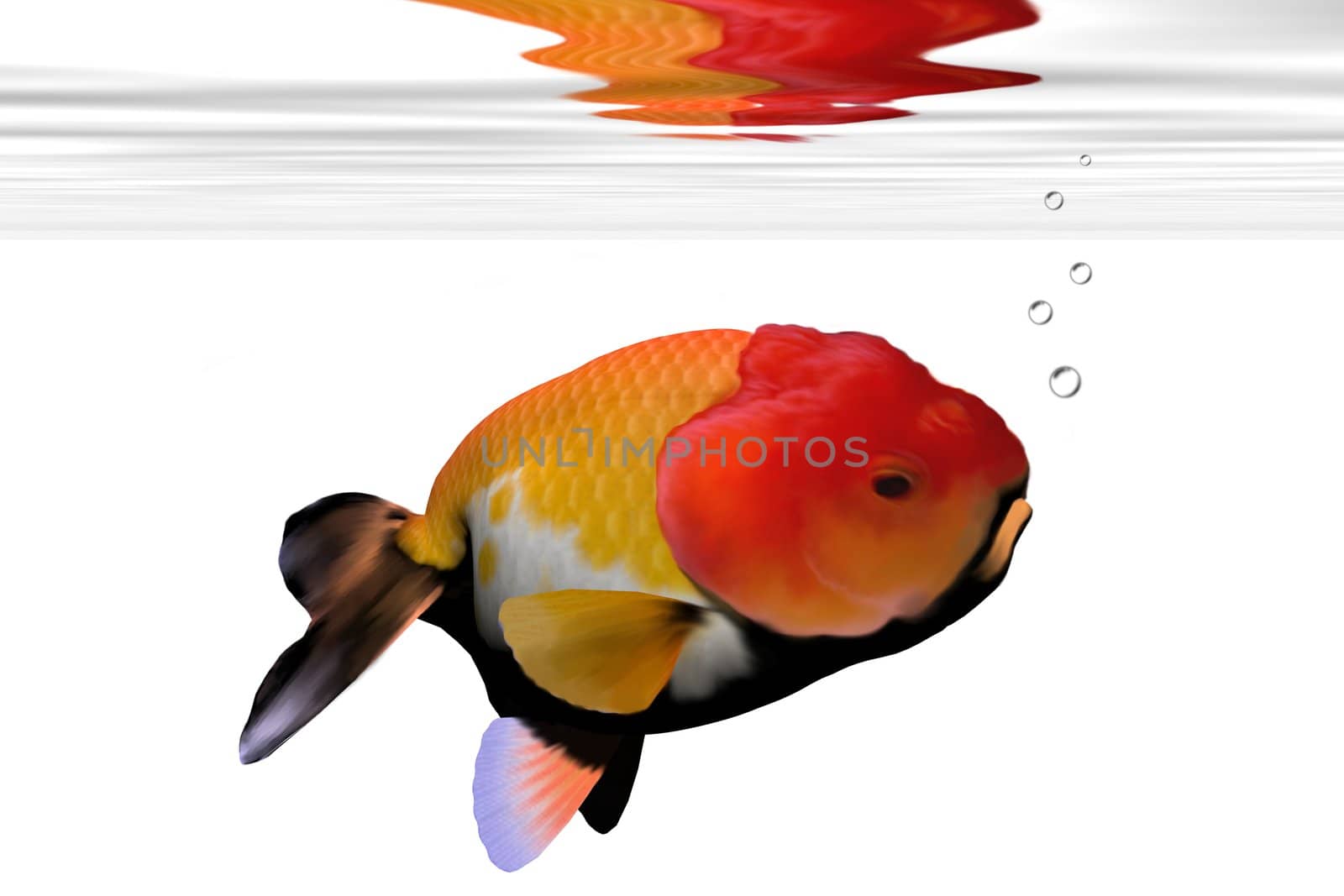 LION-HEAD GOLDFISH by Catmando