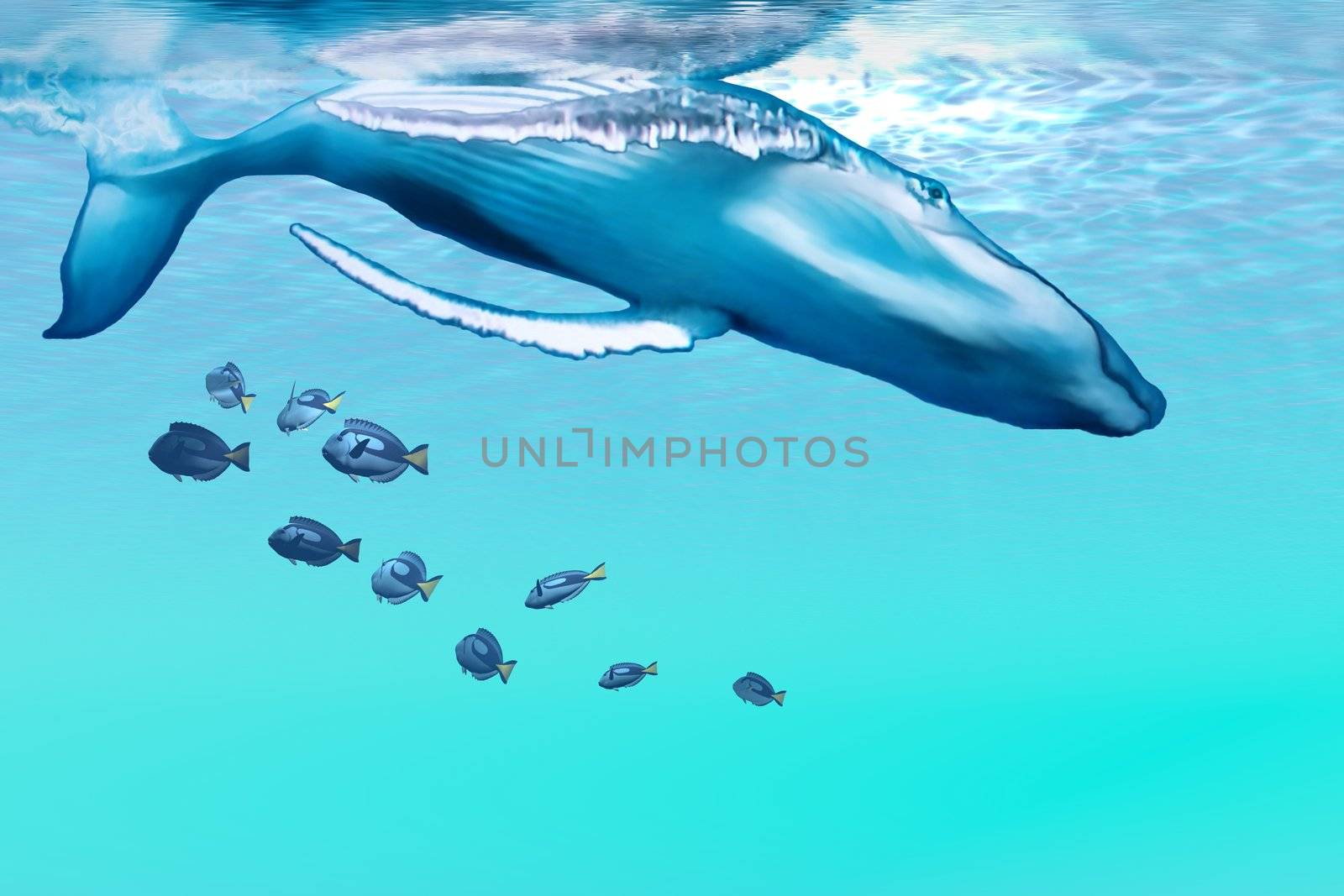 A Humpback whale dives into the blue ocean.