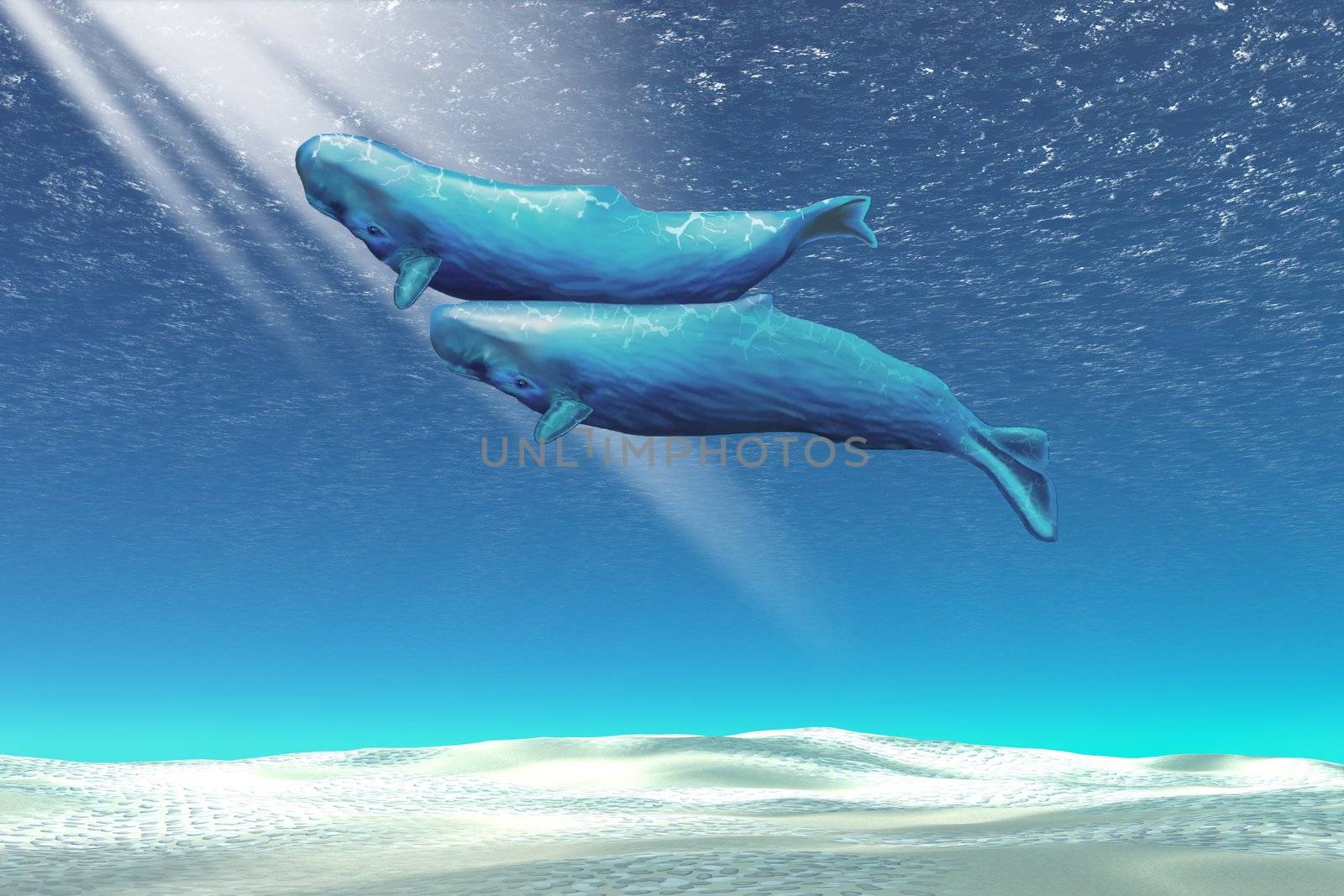 Two sperm whales near the surface of the ocean.