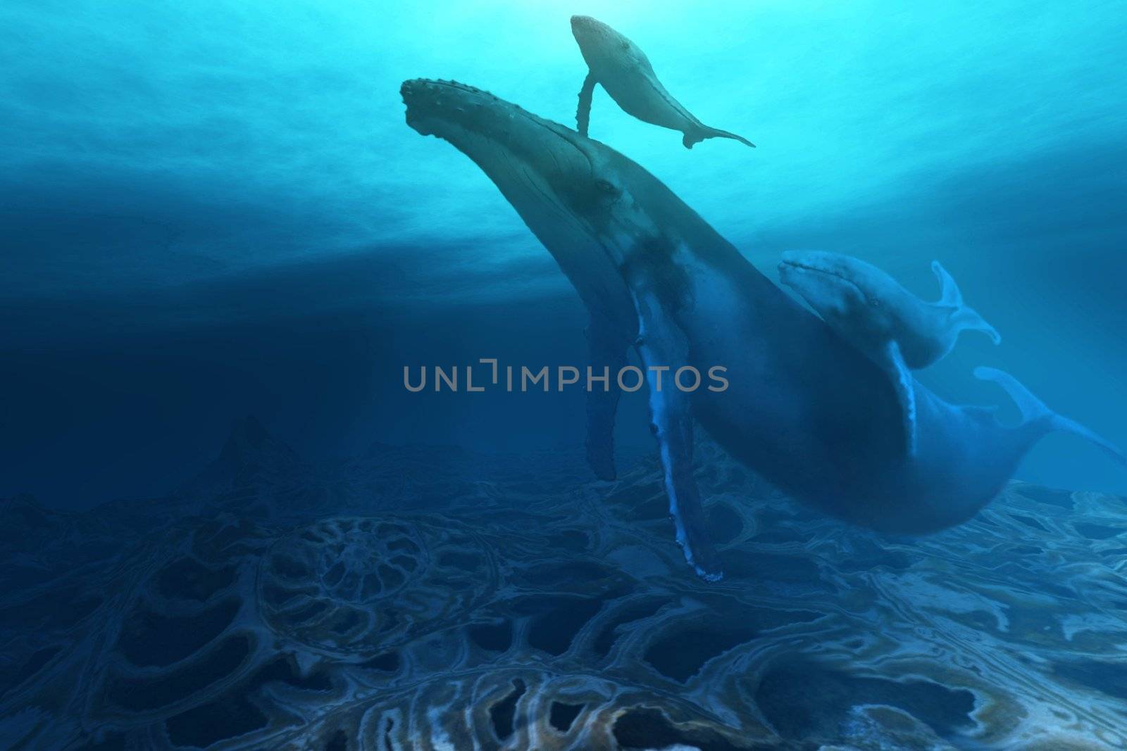 A Humpback mother cow with her twin baby calves.