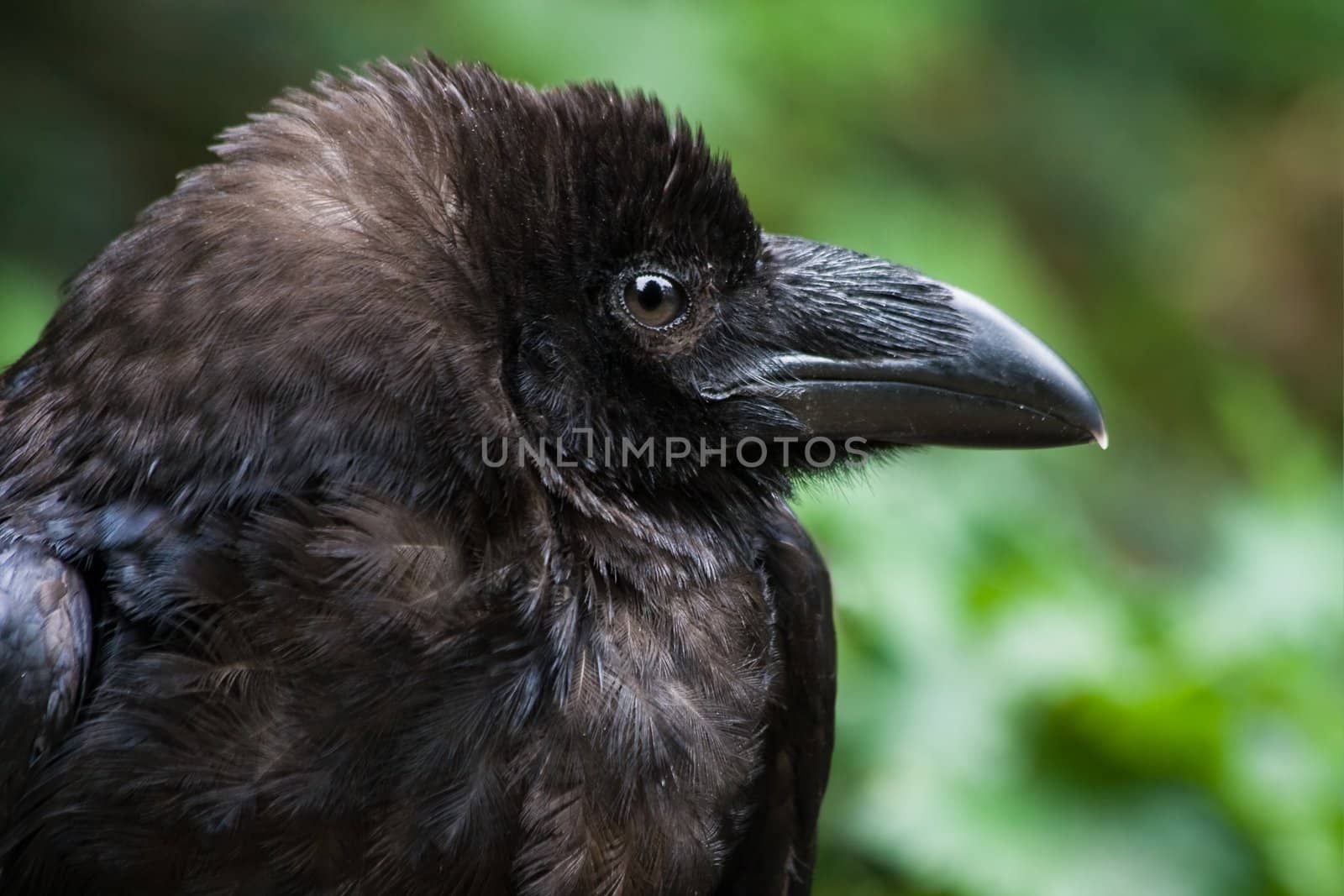 Common raven or Northern raven in side angle view - horizontal image