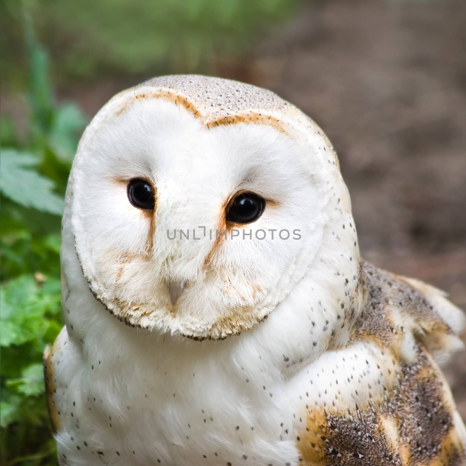 Portrait of Barn owl or Church owl - square cropped image
