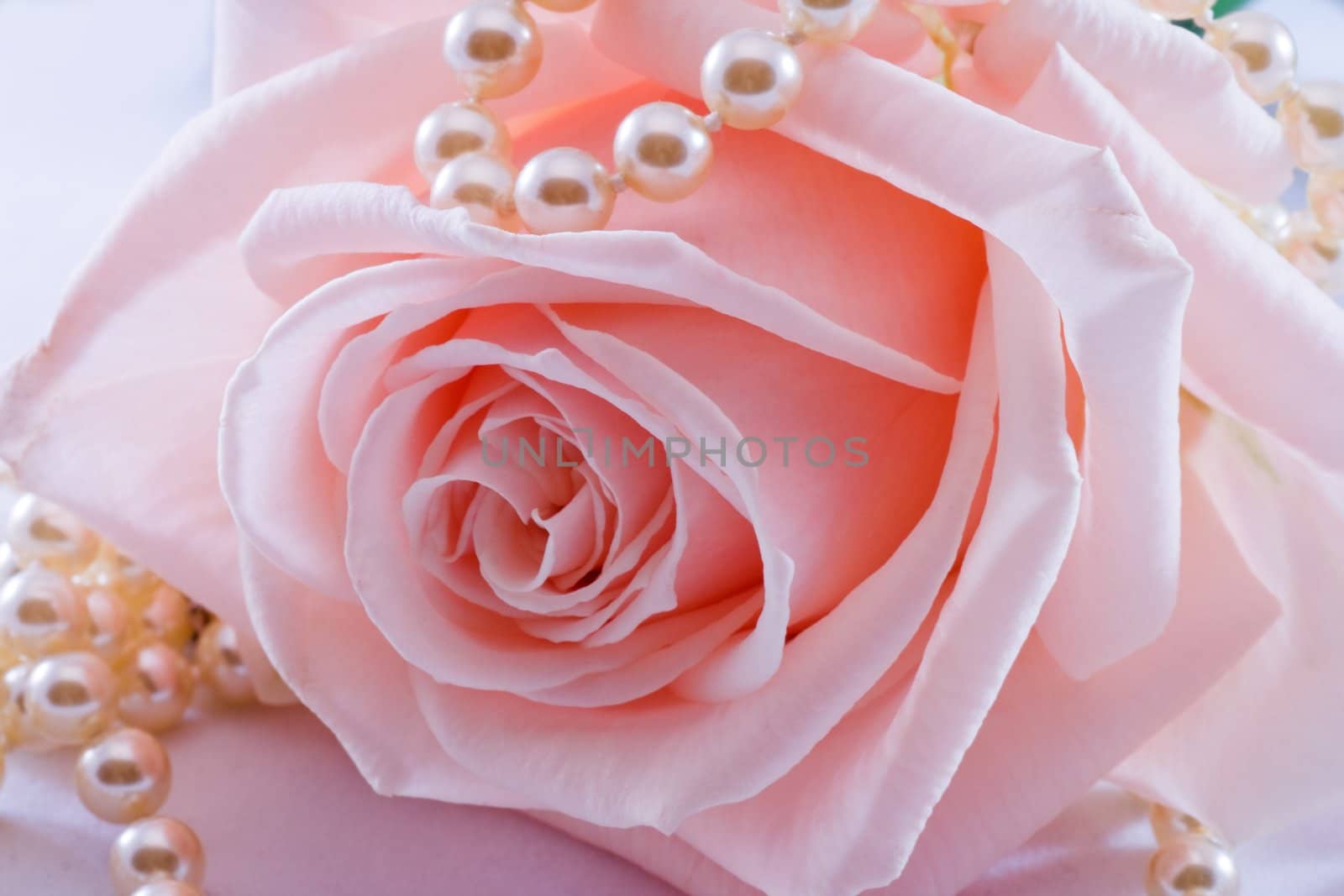 Pink rose and pearl necklace by Colette