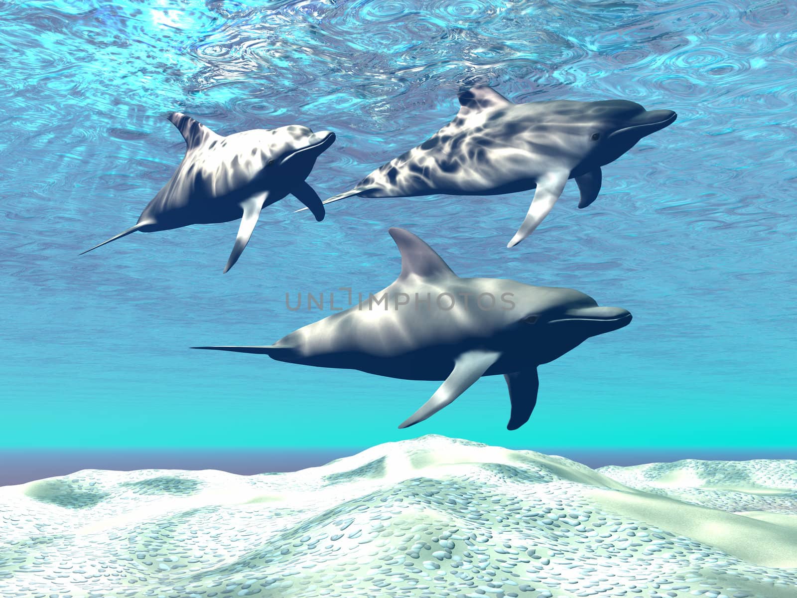 DOLPHINS by Catmando