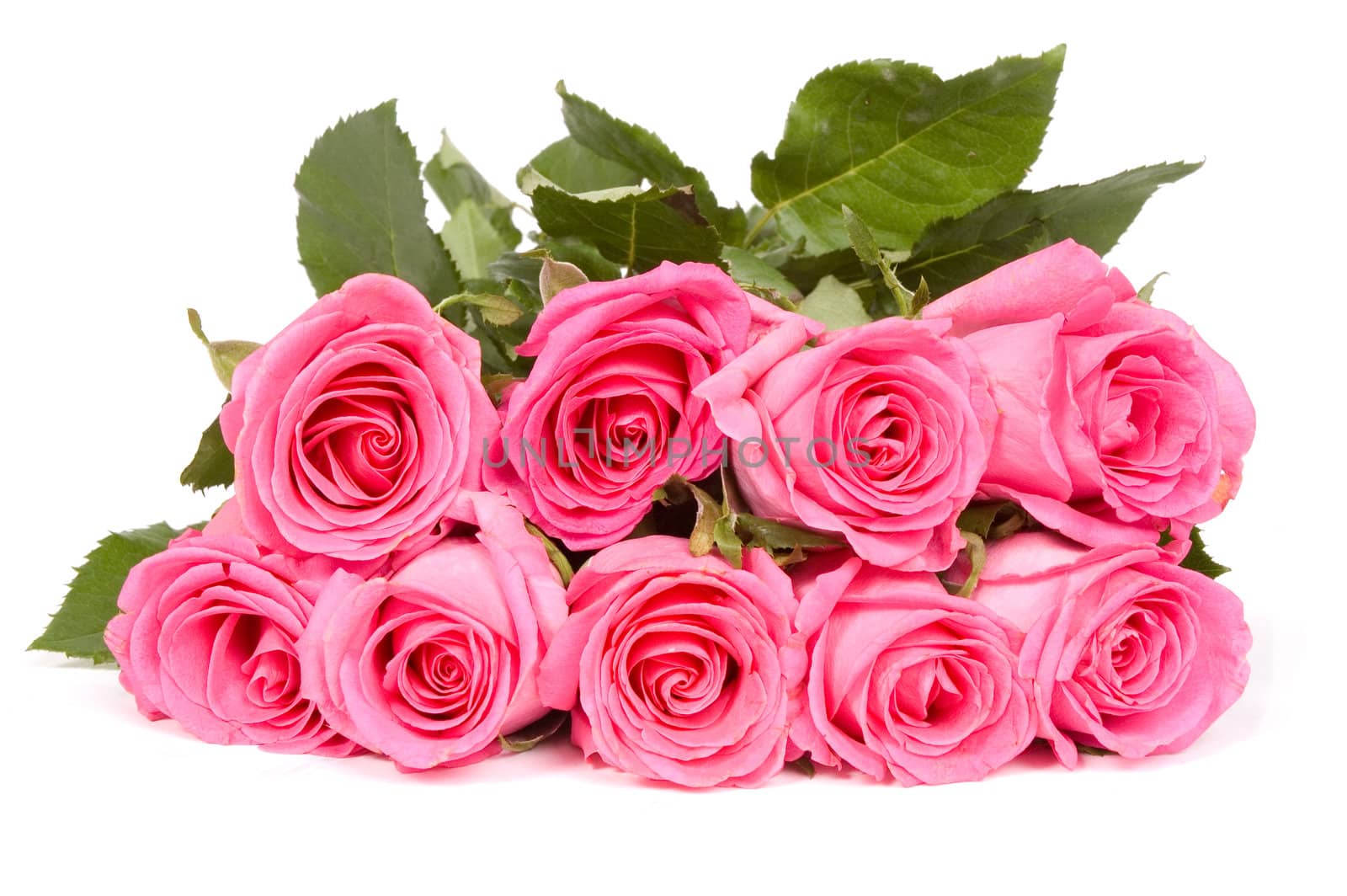 Bunch of pink roses isolated on white
