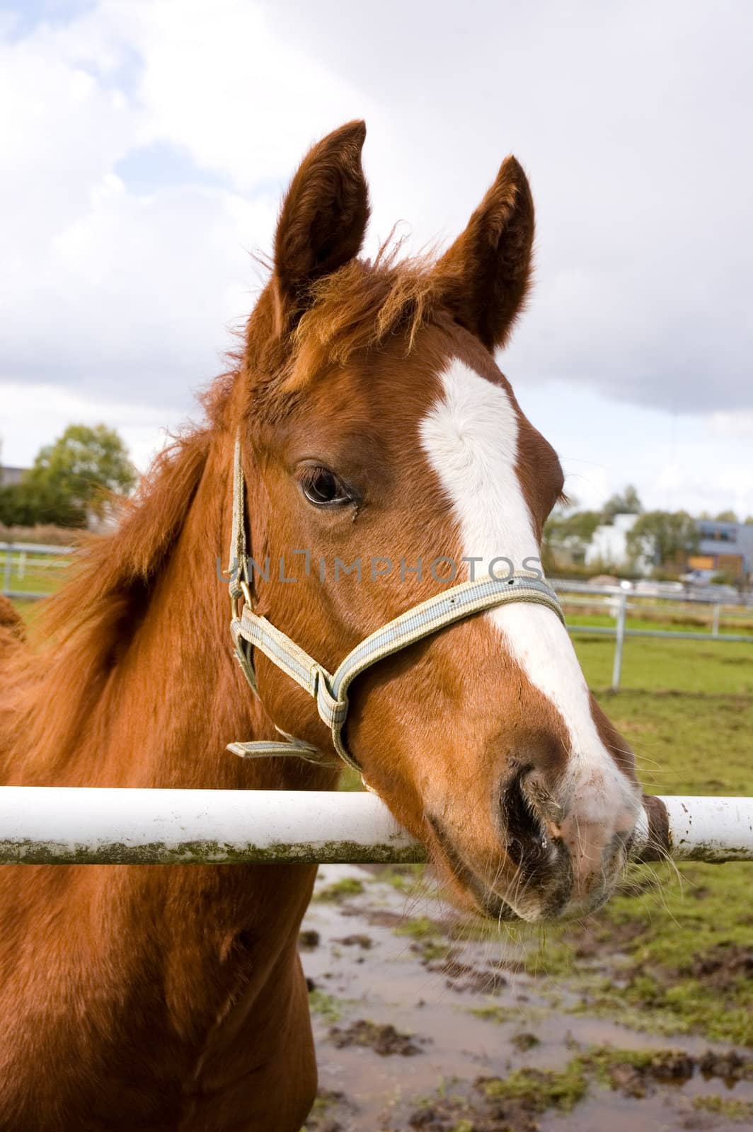 Portrait of a beautiful quarter horse foal 


