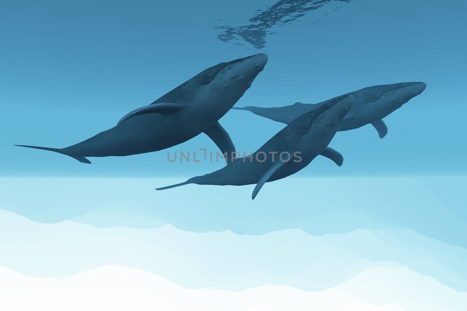 Three Humpback whales swim together in the vast open ocean.