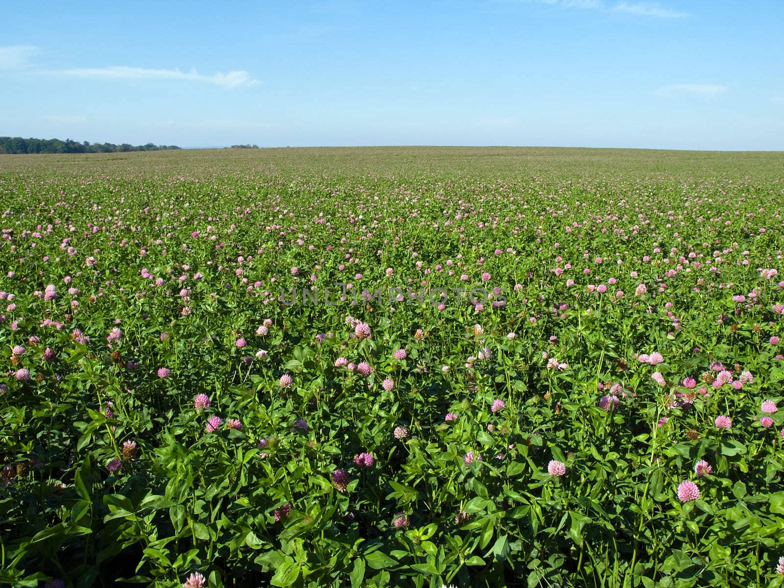 Flowers field at nice sunny summer day with blue sky background