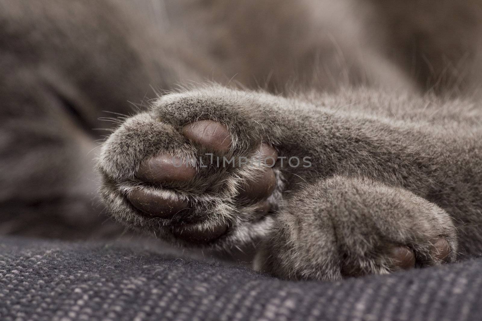 sleepy gray cat on a sofa