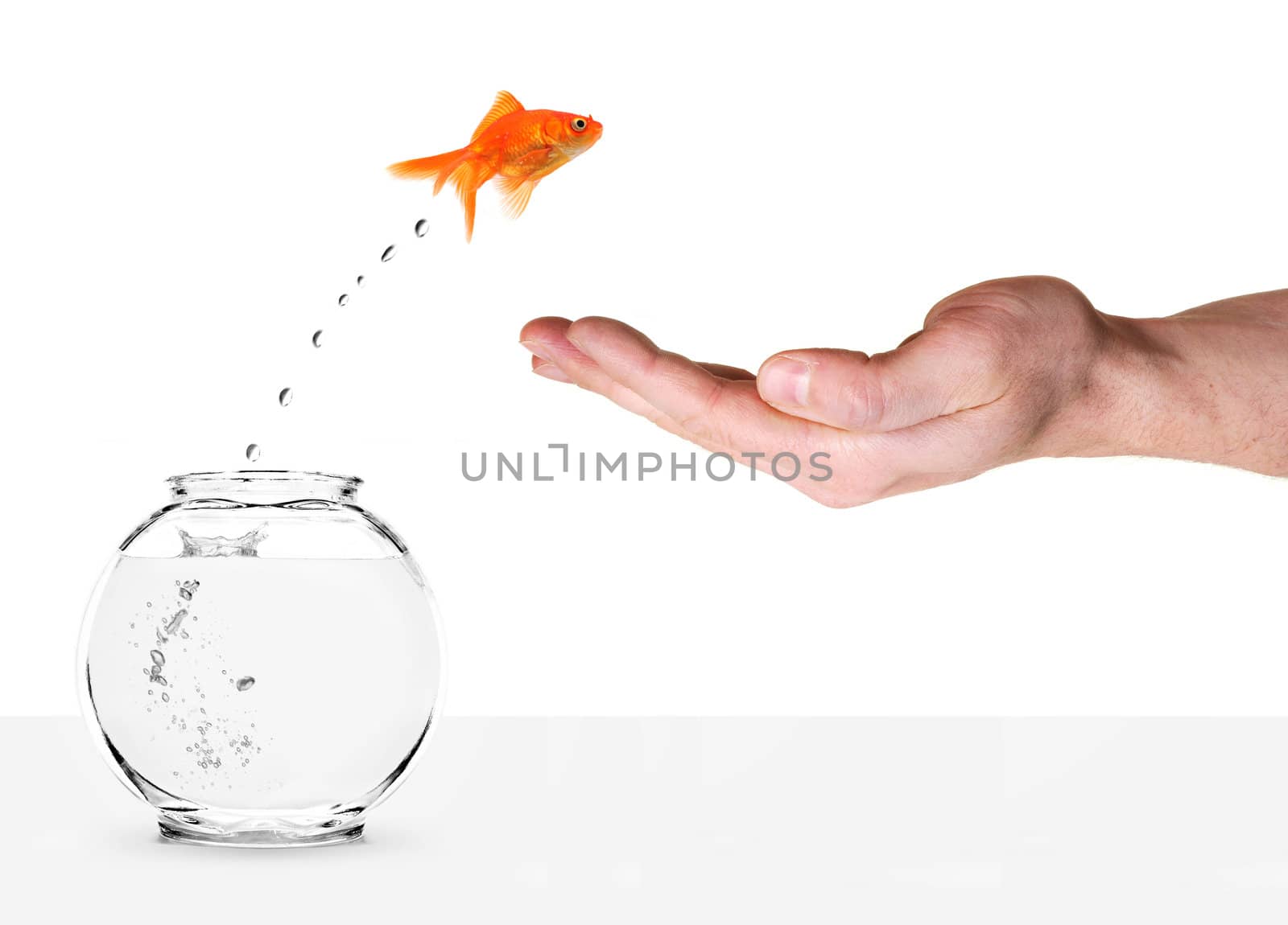 goldfish jumping out of fishbowl and into human palm isolated on white