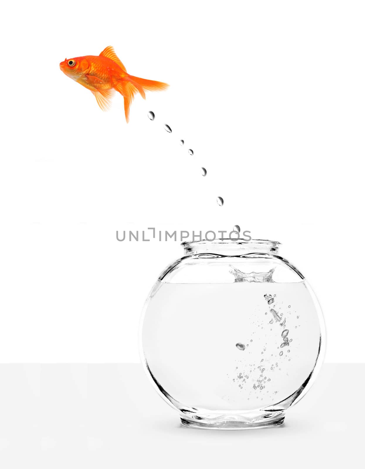 goldfish escaping from fishbowl isolated on white background