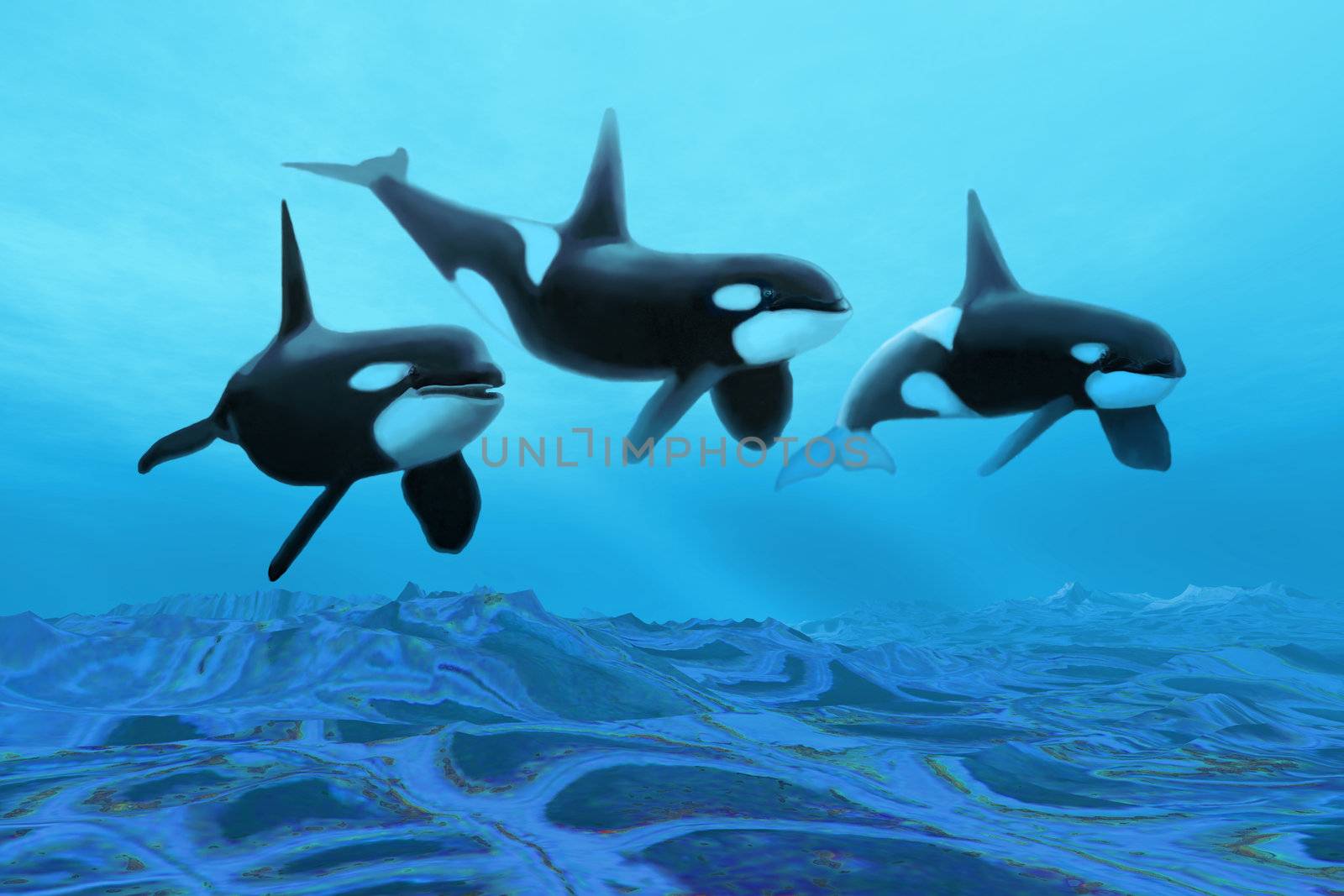 Three male Killer Whales swim over ancient fossil beds.