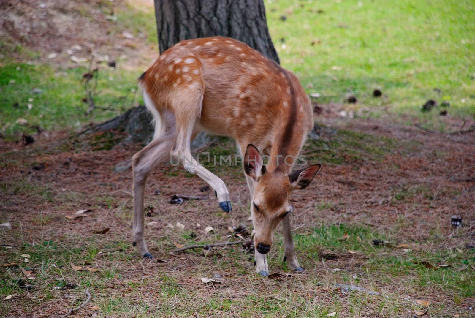 Young deer by 300pixel