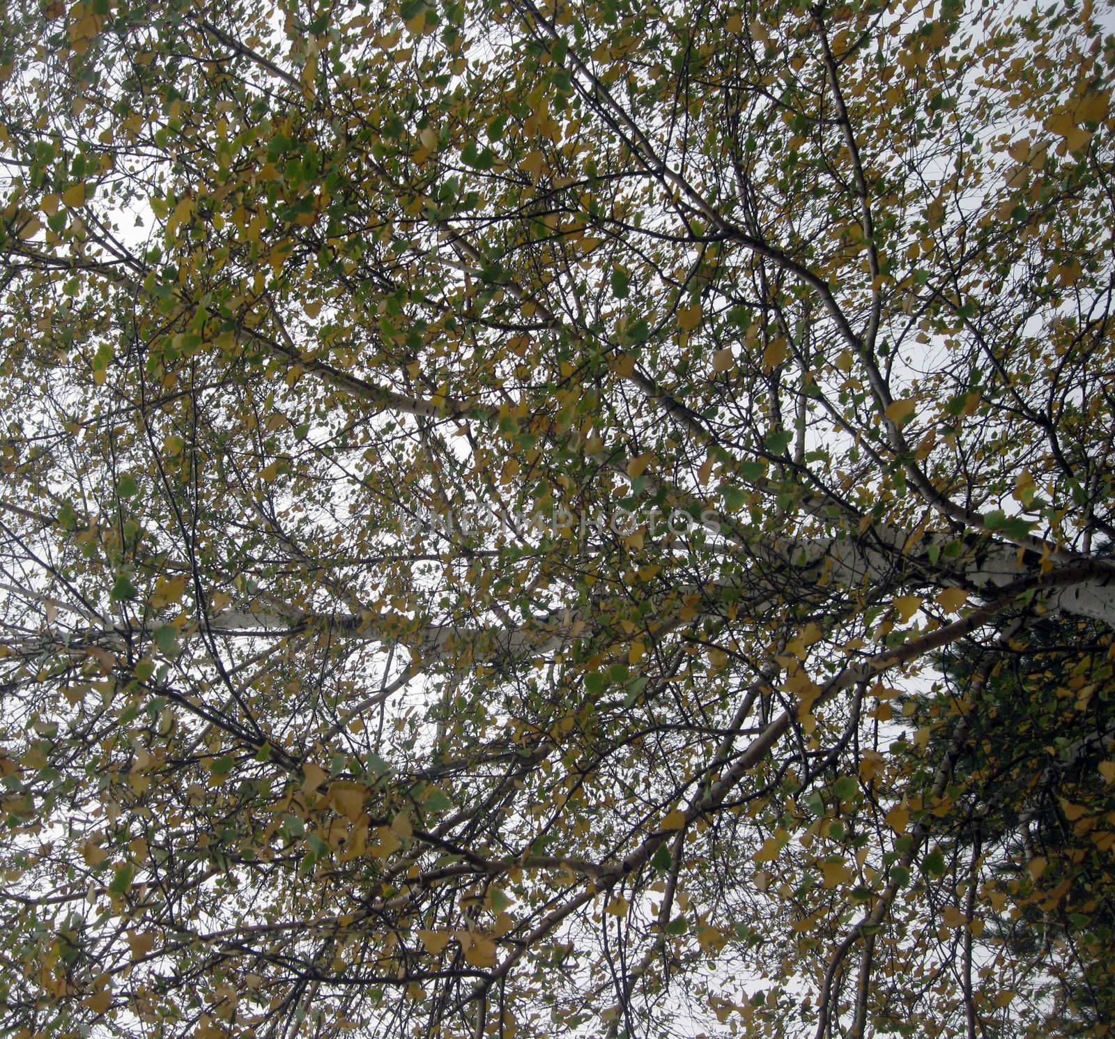 Autumn birch tree with the turned yellow leaves