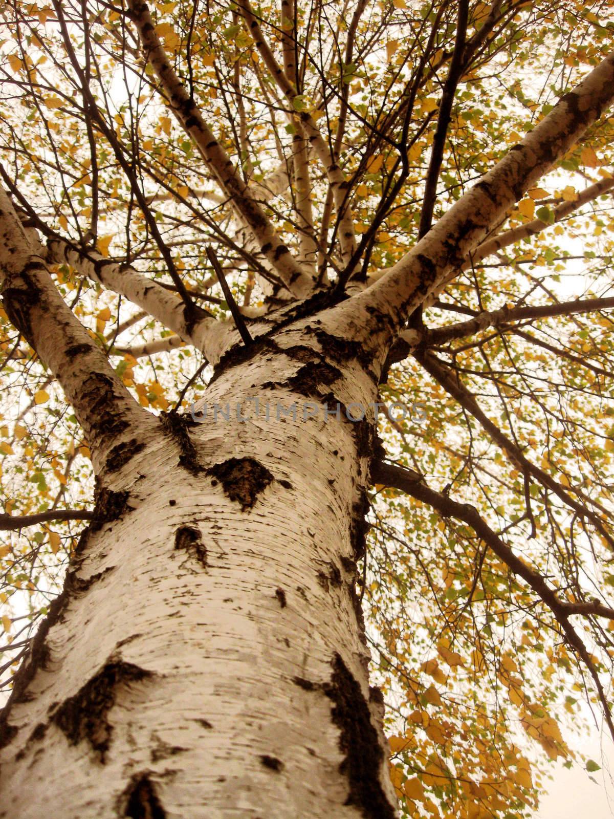 Autumn birch by Irina1977