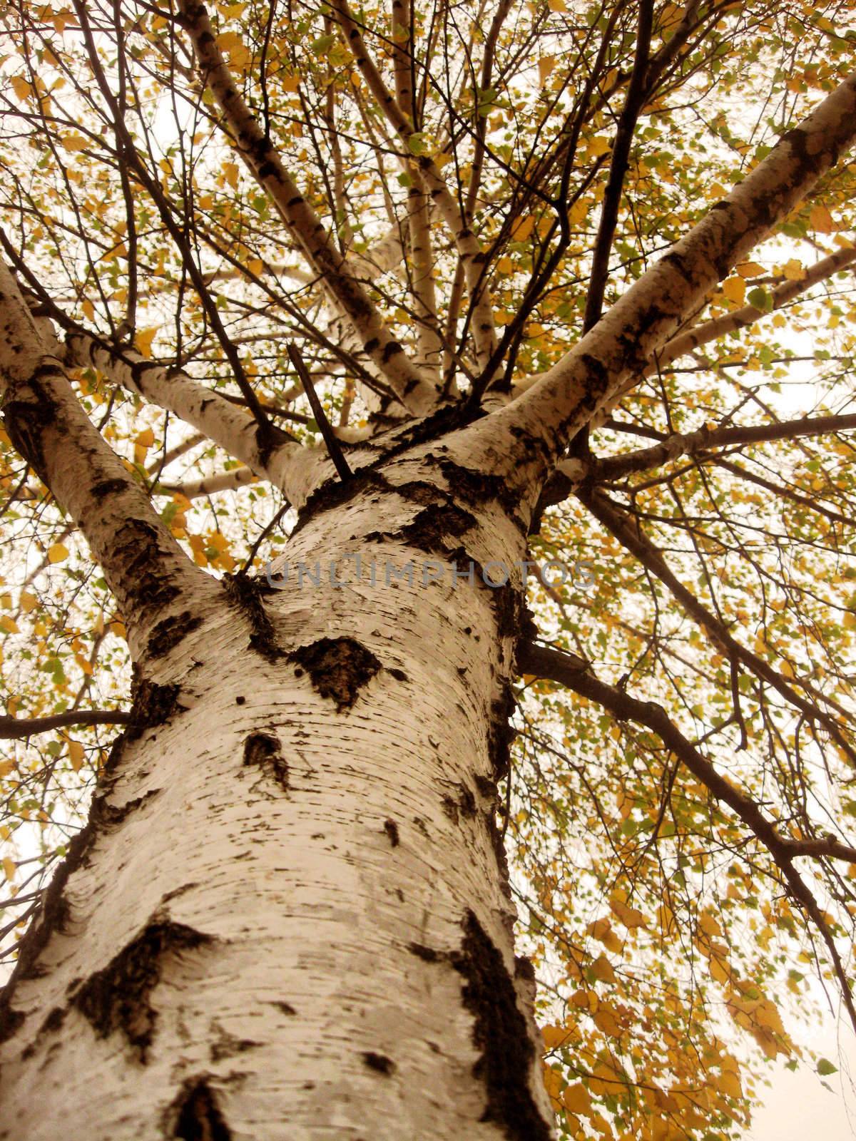 Autumn birch with yellow leaves