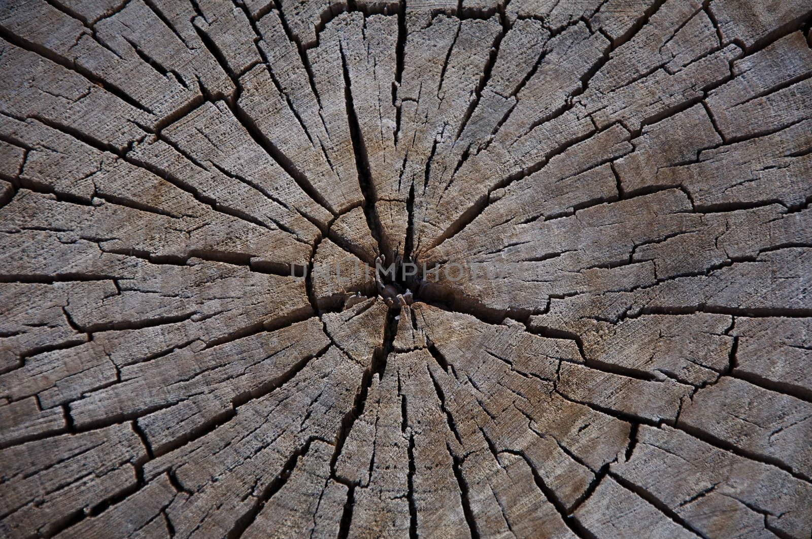 An old log reveals many rings when cut across.