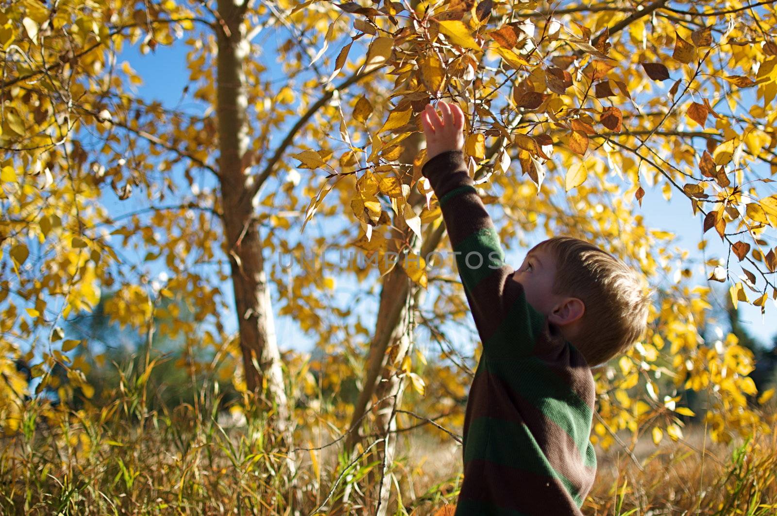 A young boy reaches up to pluck leaves from a tree.