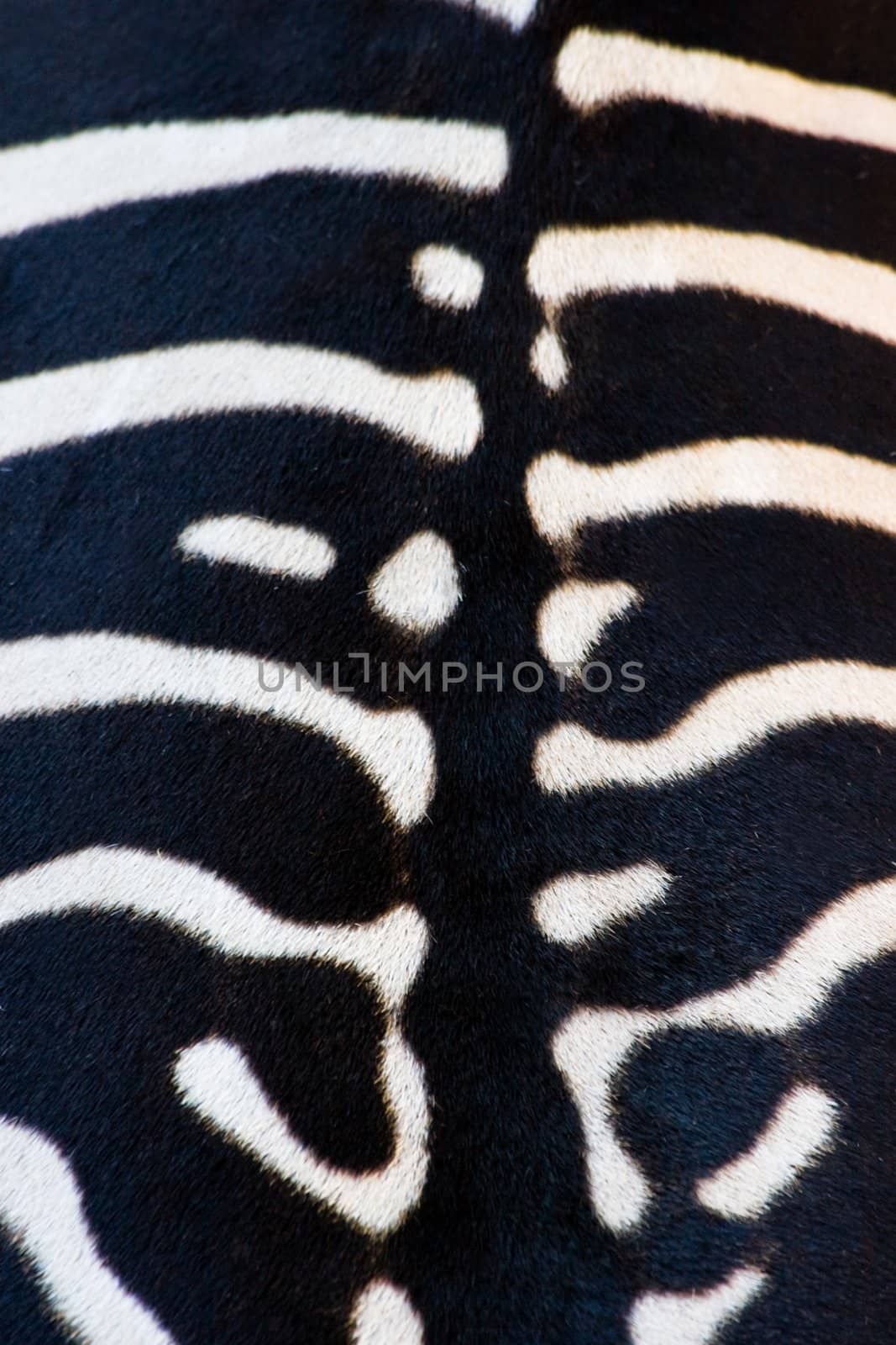 Animal backgrounds - Zebra backside by Colette