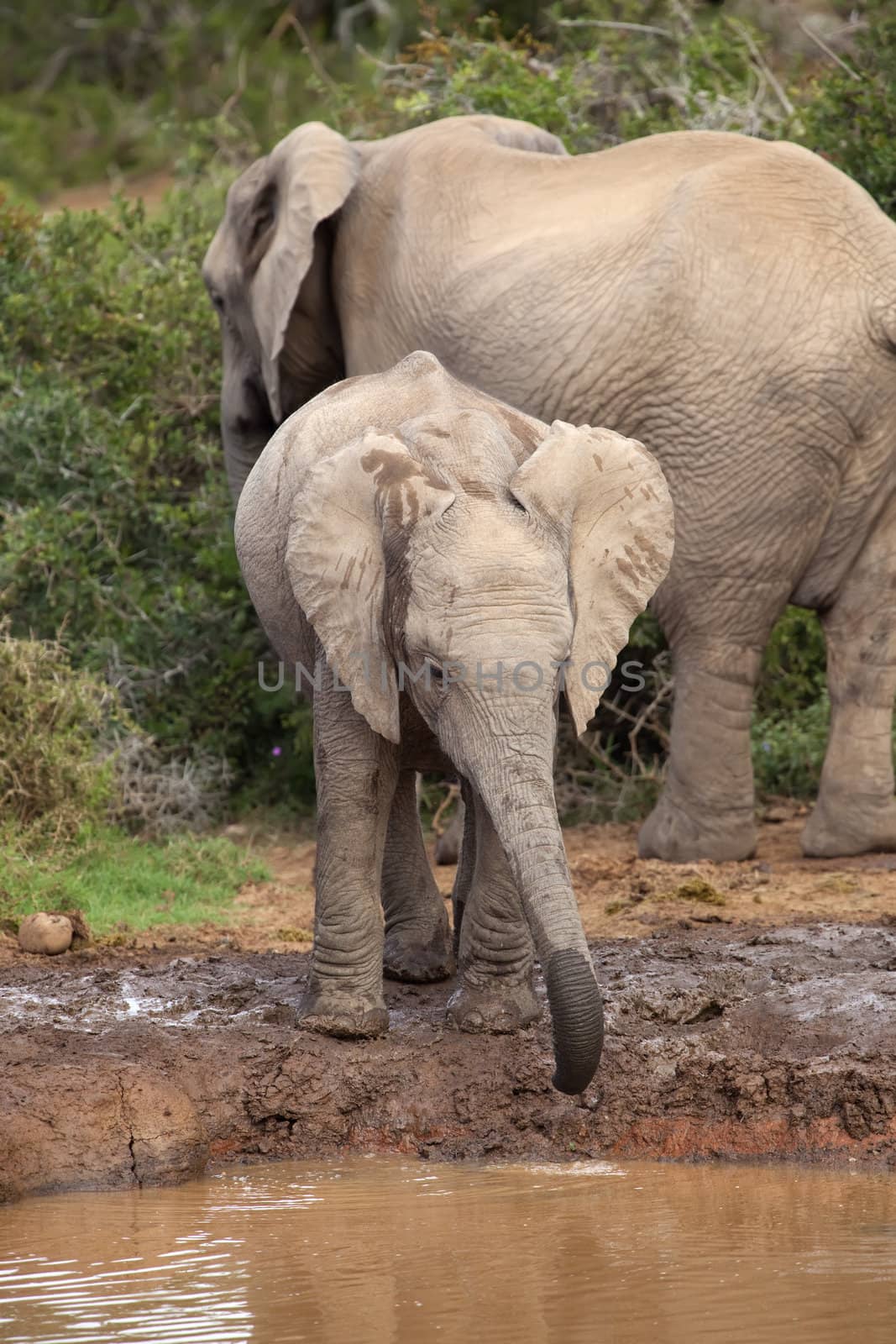 Thirsty Baby Elephant by nightowlza