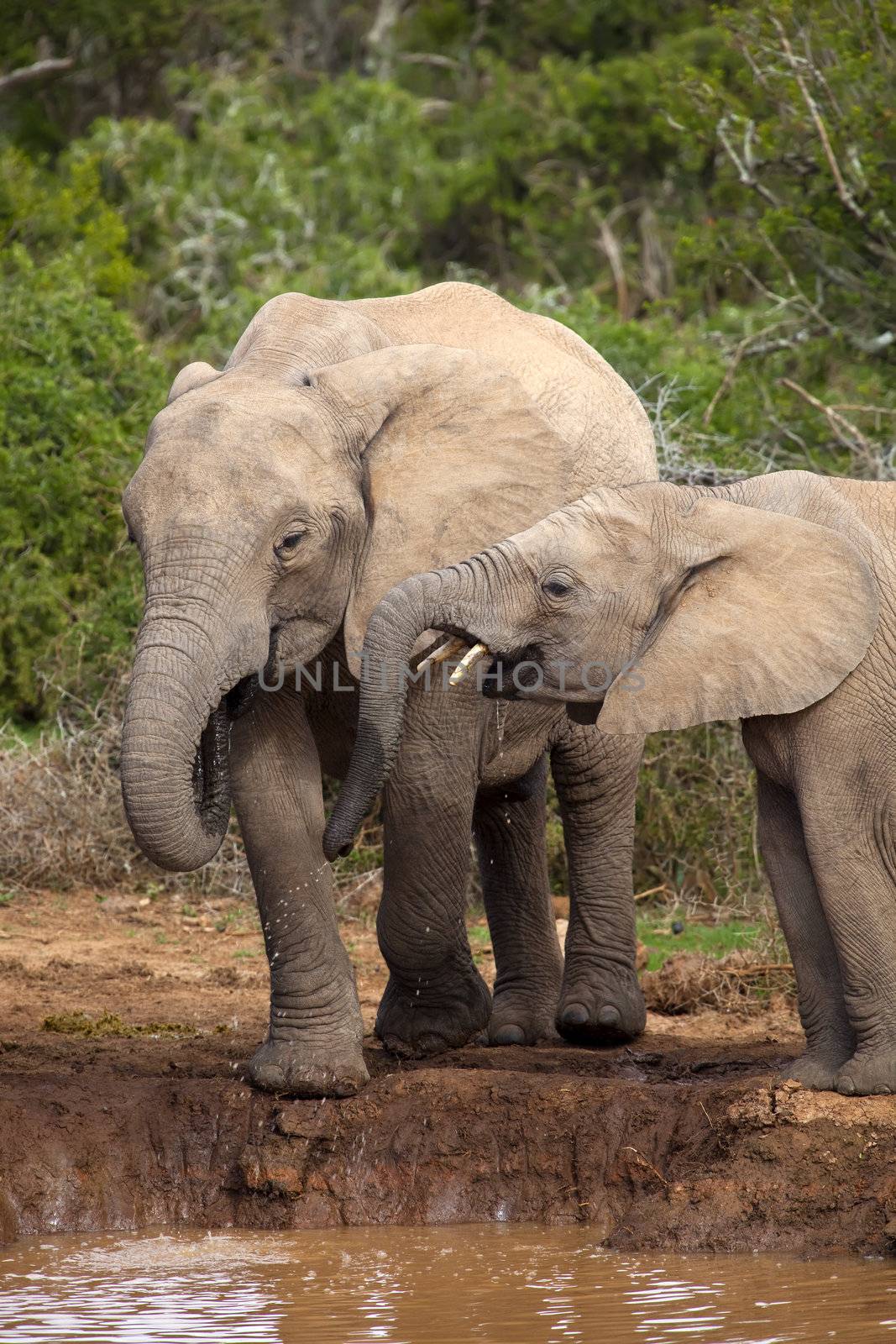 Young Elephants quenching their thirst at the water hole