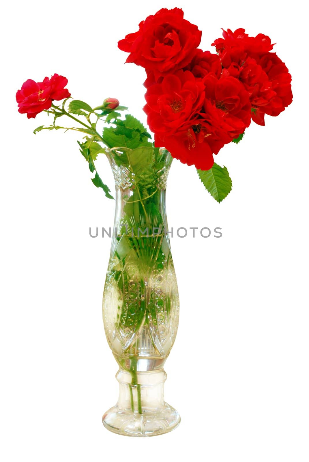 Isolated Bouquet of Roses in Vase on White