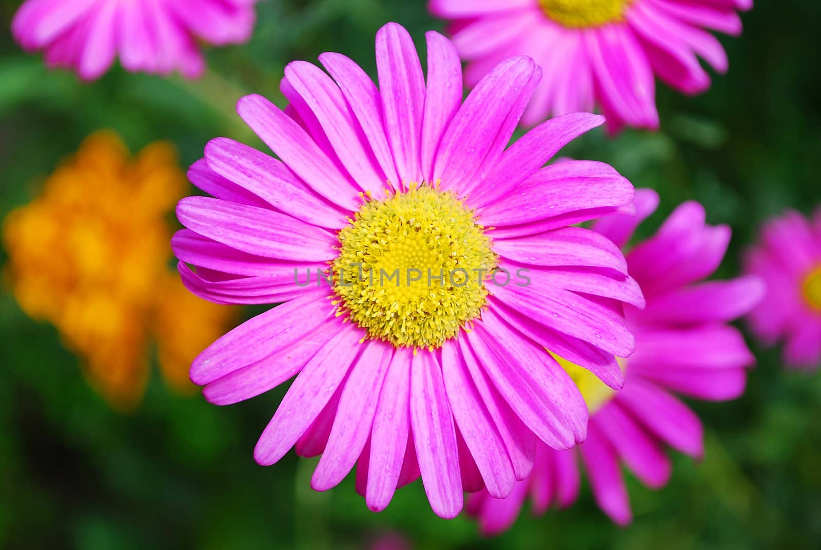 Pink Camomile on Blured Grass Background