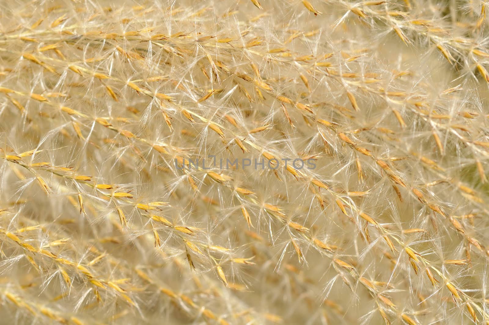 Close-up of hairy pampa grass plumes