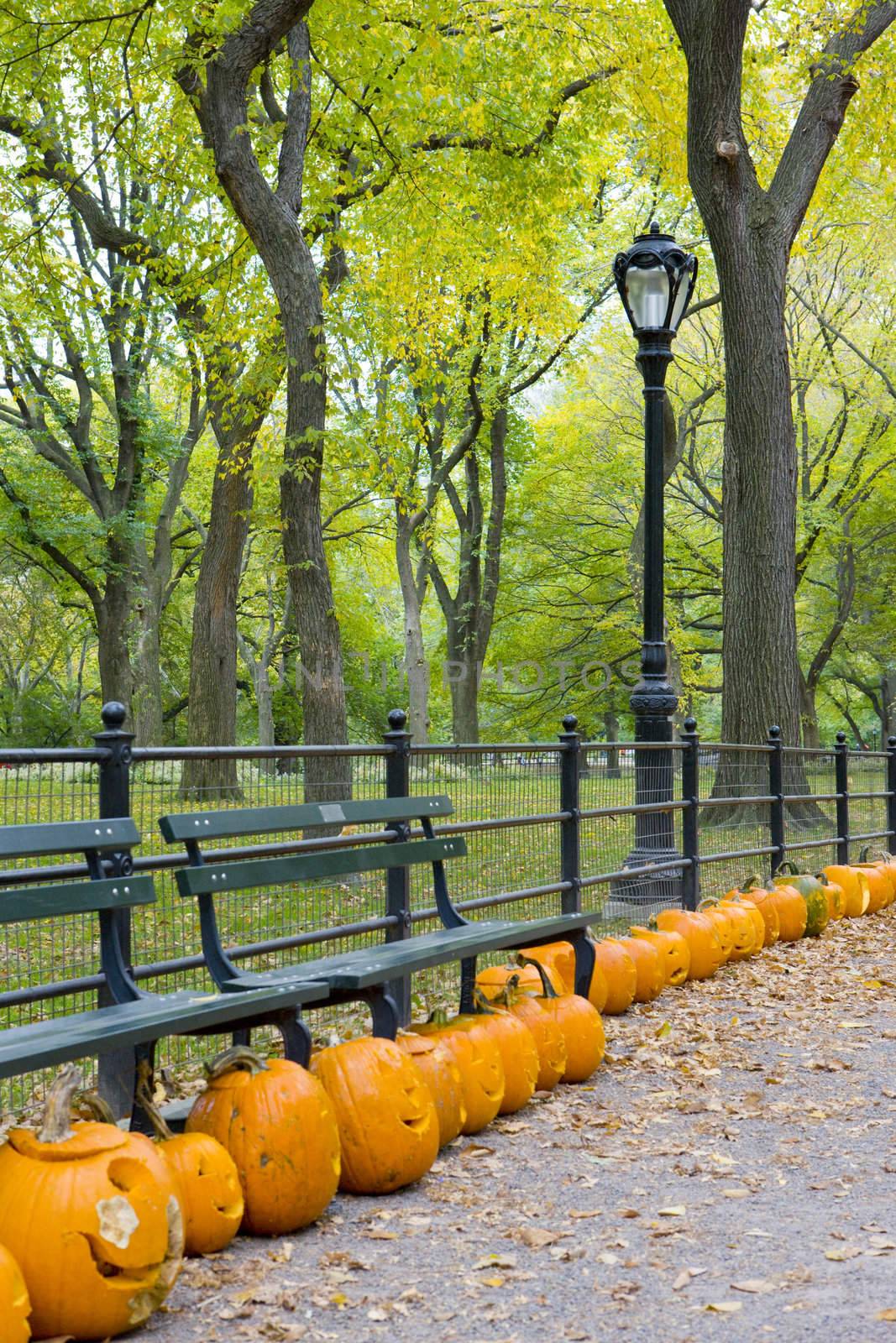 autumnal Central Park, New York City, USA