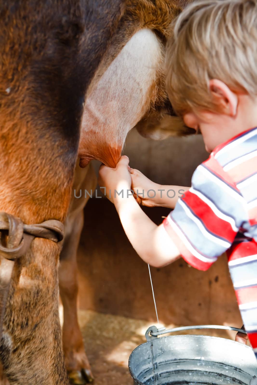 A young boy milking a brown cow into a tin bucket