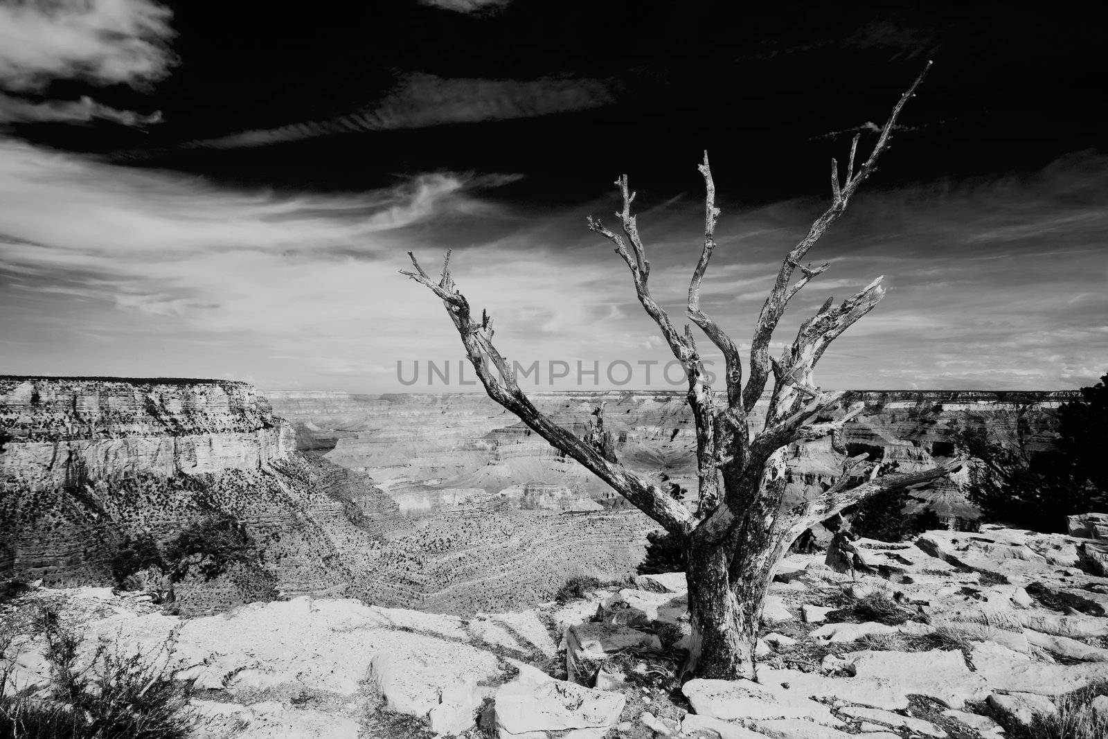 Dead tree near edge of the Grand canyon