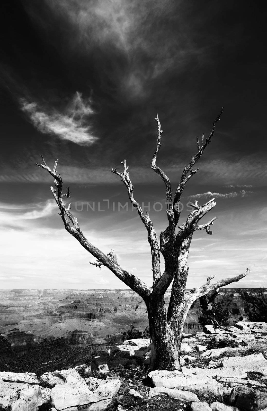 Dead tree at the rim of the Grand Canyon by Creatista
