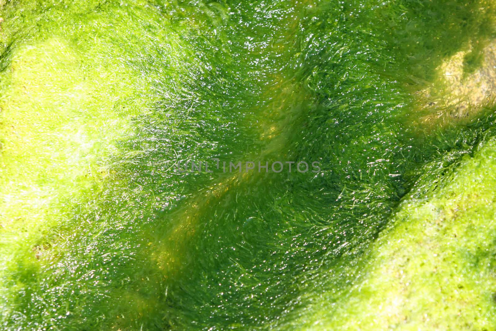 details of green algae, moss texture in closeup