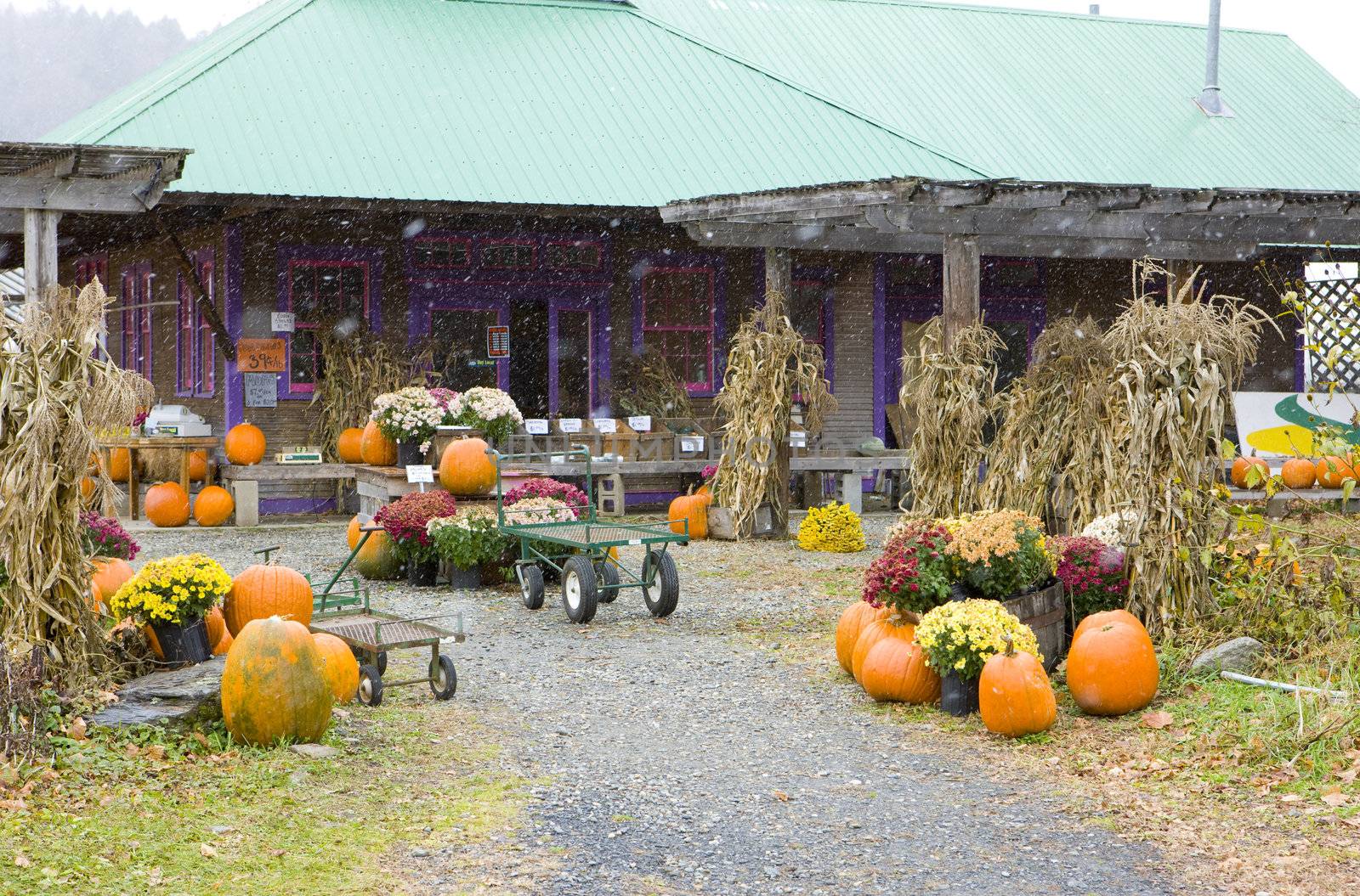 Halloween in Middlesex, Vermont, USA