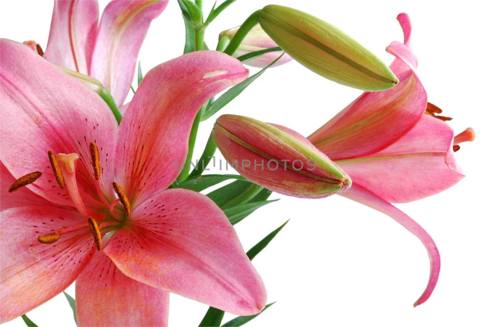 Lily Bouquet Isolated on White