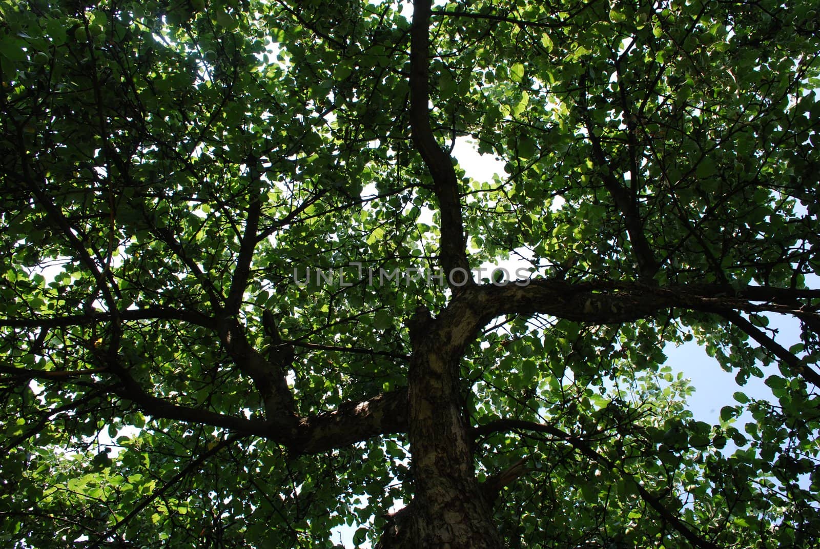 Crown of an Appletree in Garden