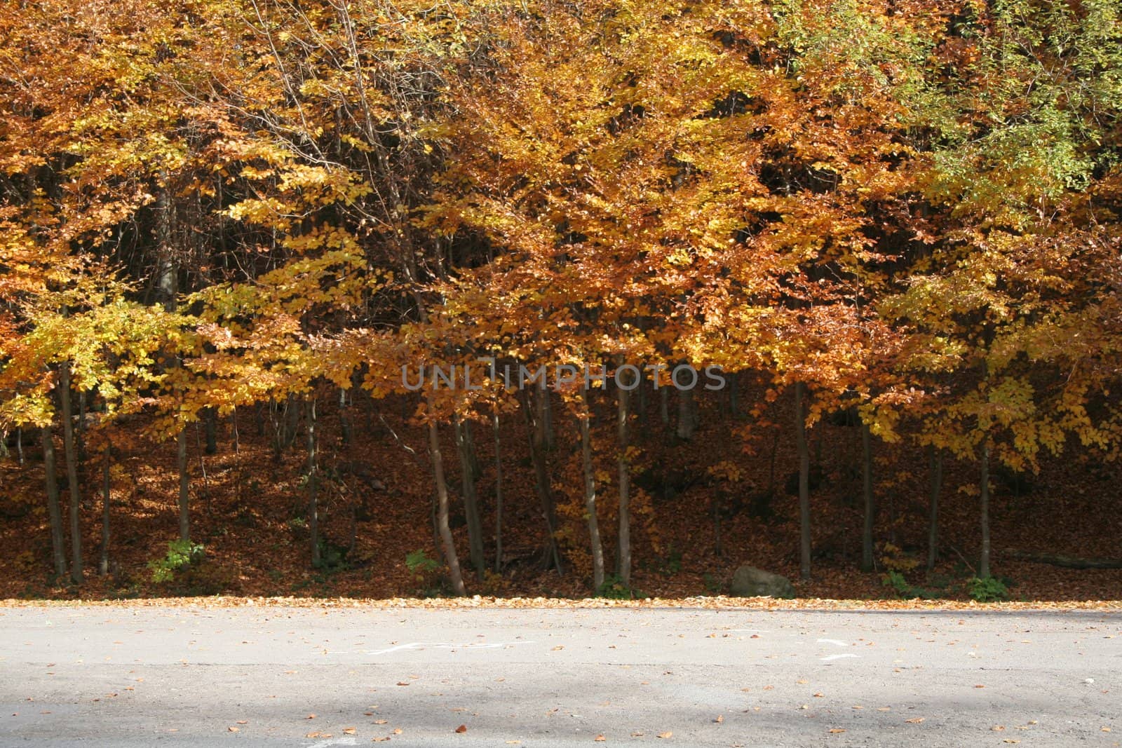 autumn trees