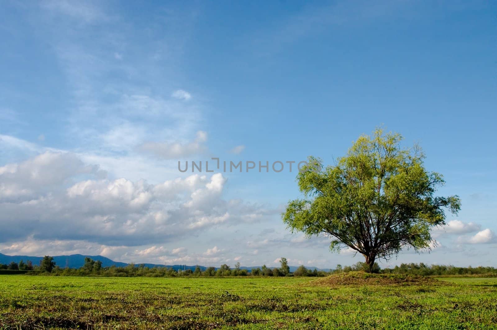 Lonely tree onmeadow with interesting clouds