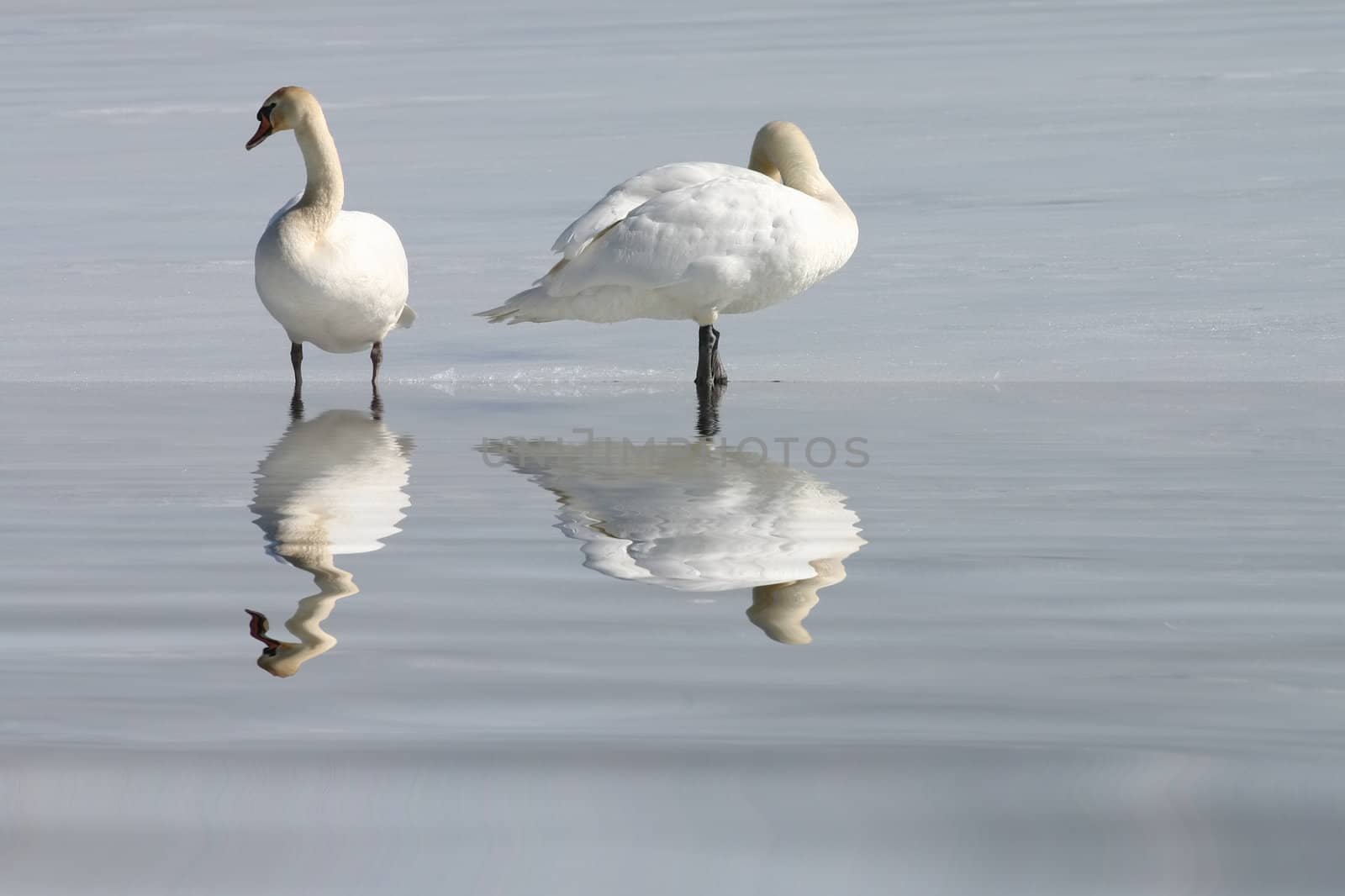 Two swans on snow with reflection