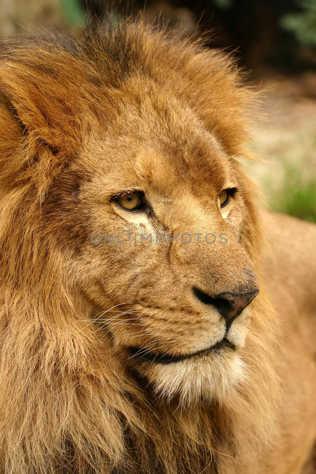 Portrait of lion with sad eyes